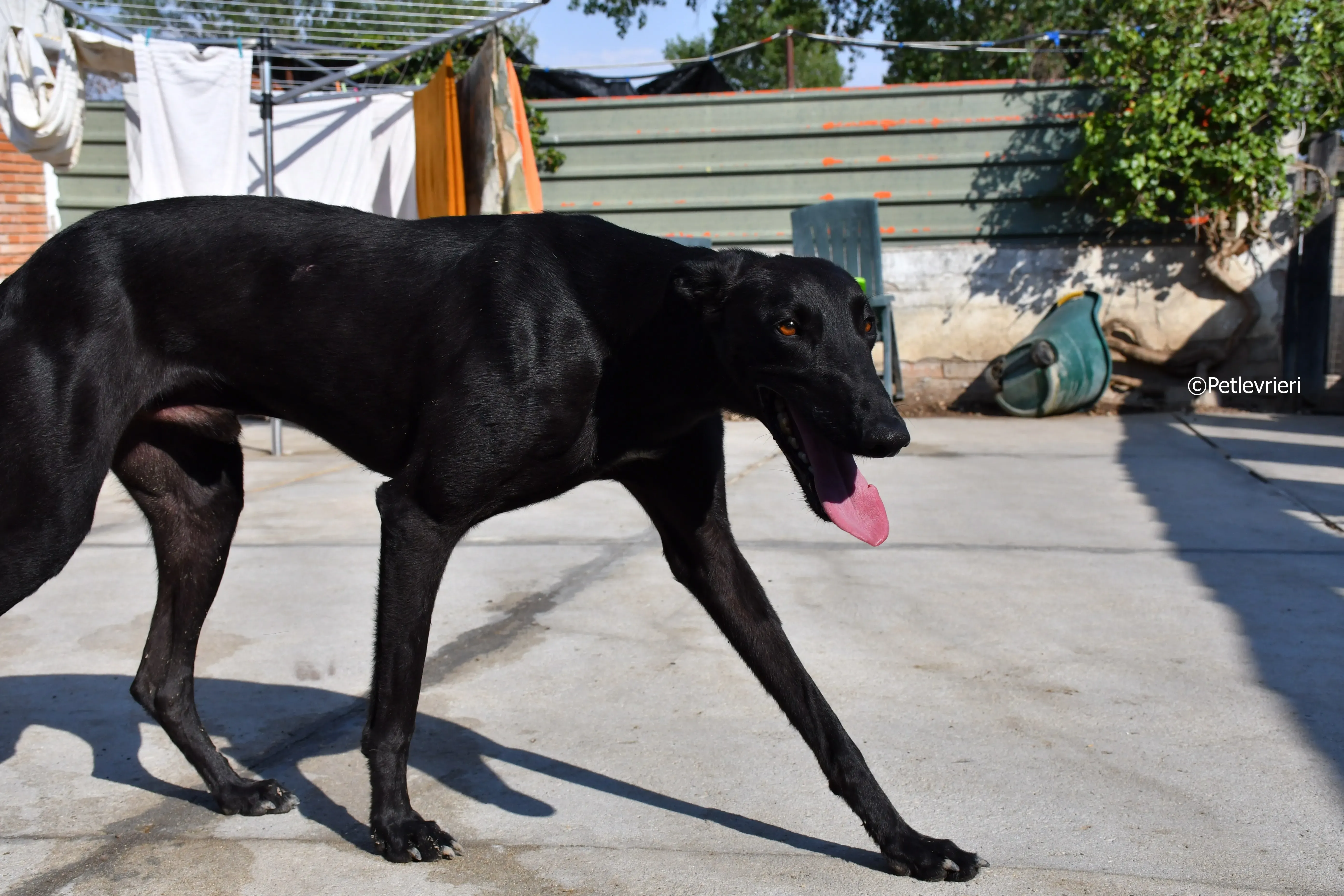 zar adozione levrieri galgo 8