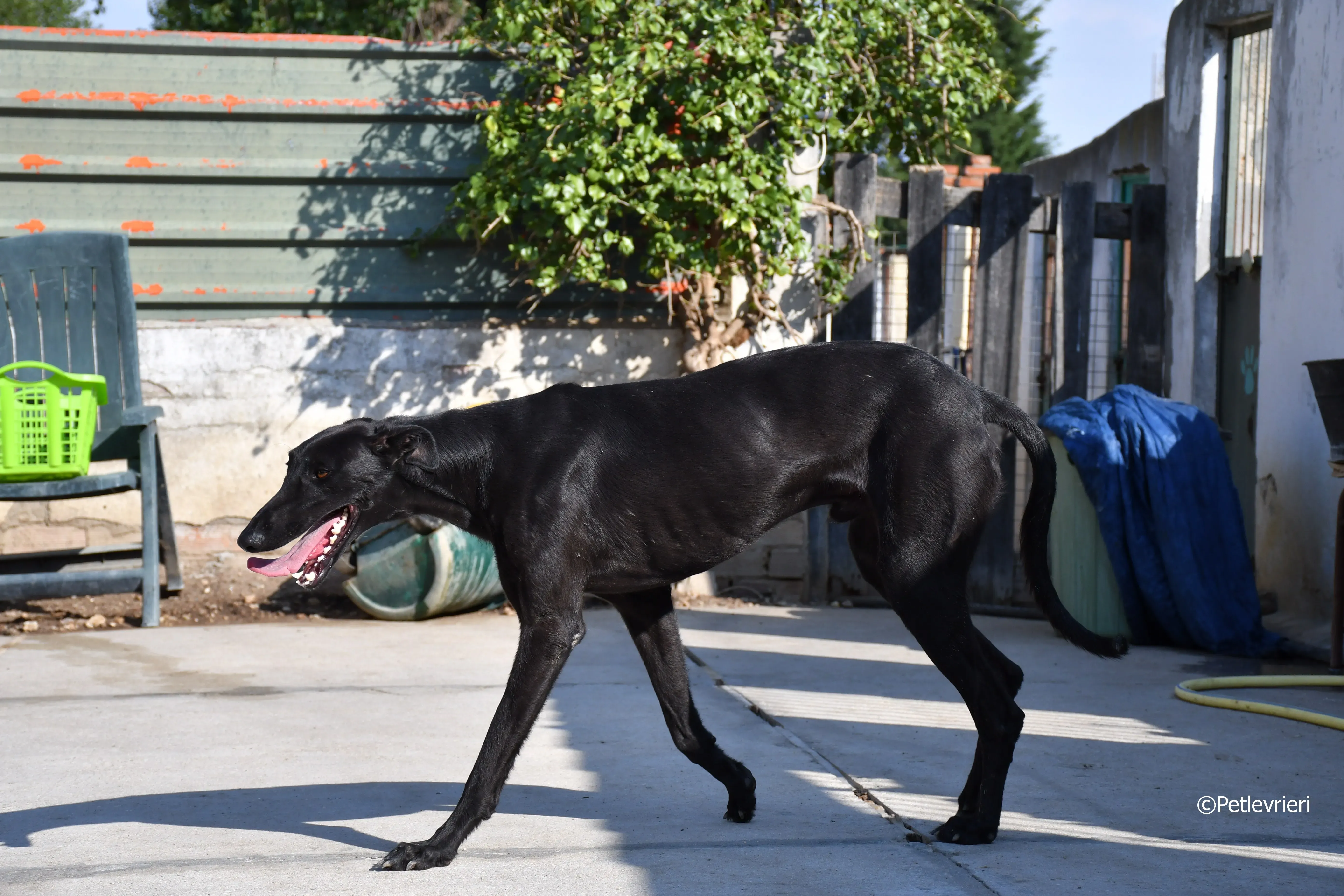 zar adozione levrieri galgo 9