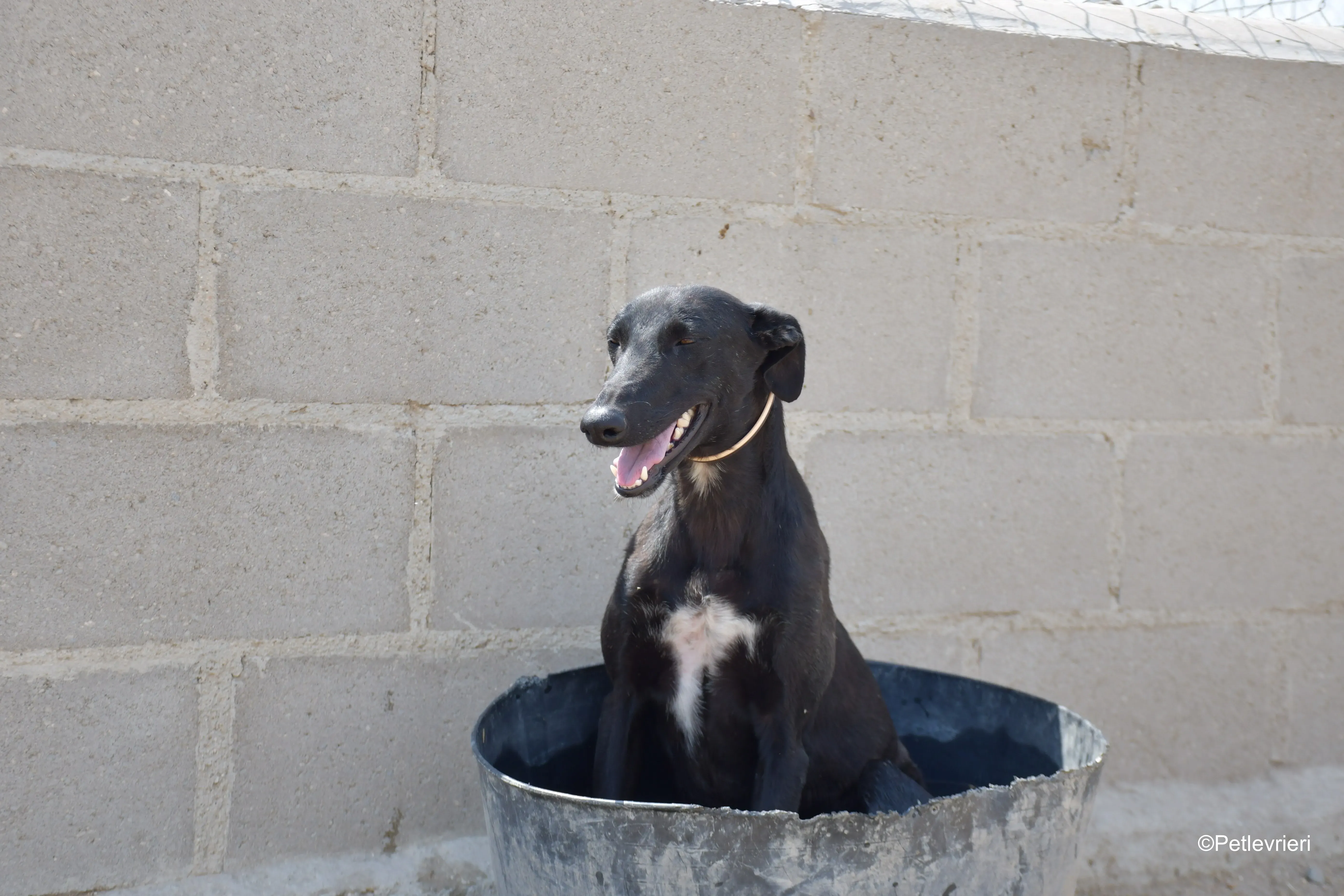 zara adozione levrieri galgo 1