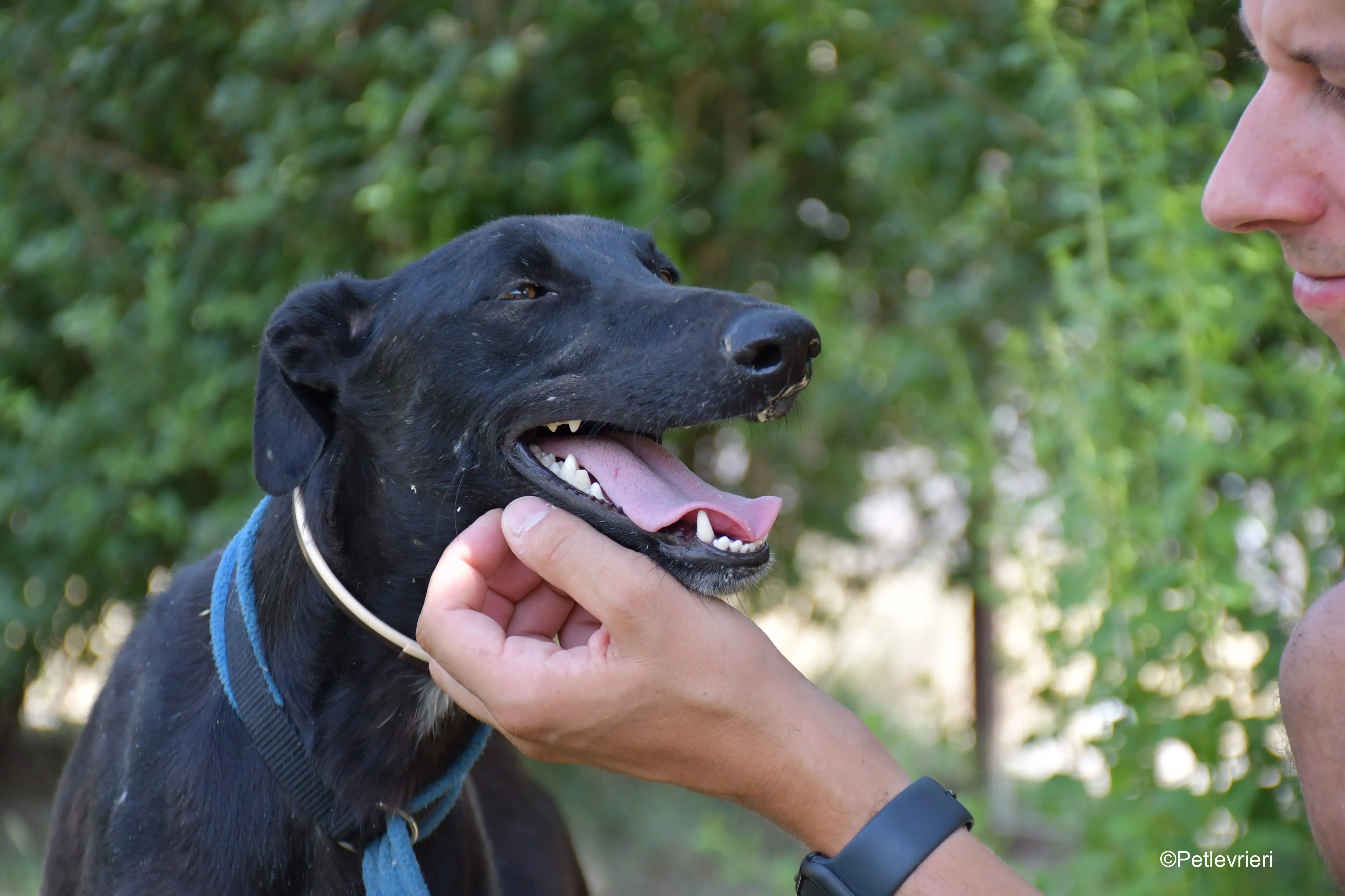 zara adozione levrieri galgo 10