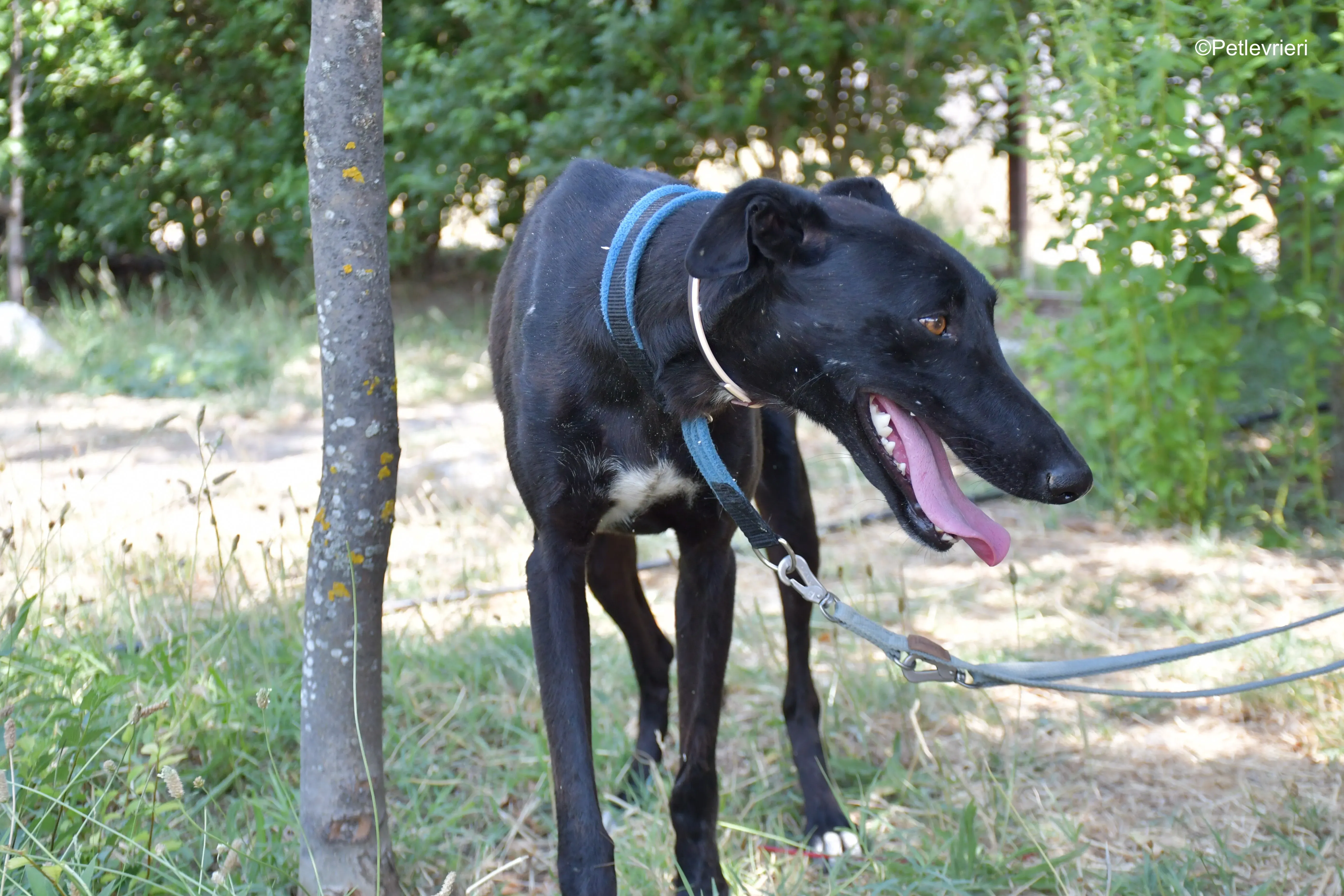 zara adozione levrieri galgo 11