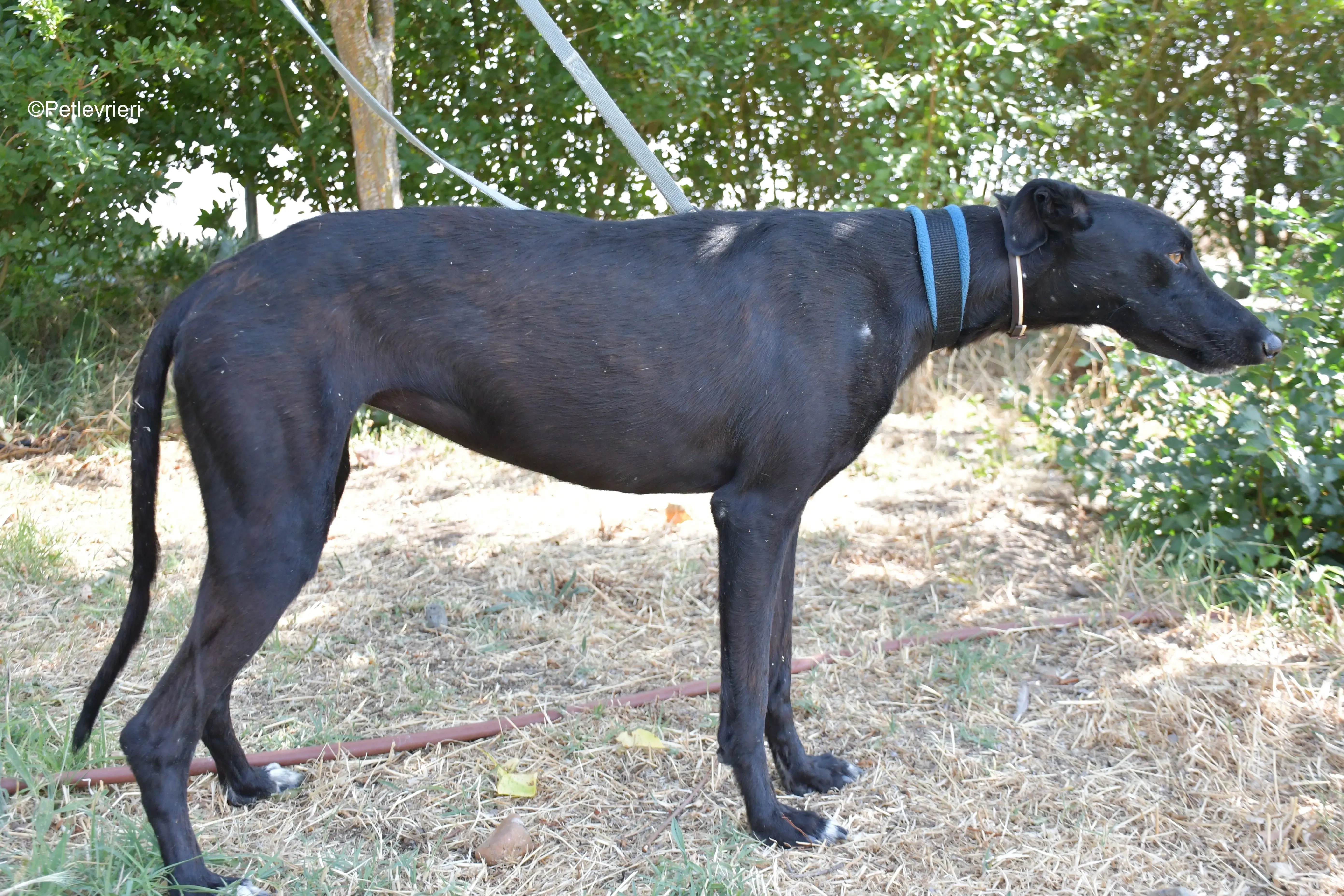 zara adozione levrieri galgo 12