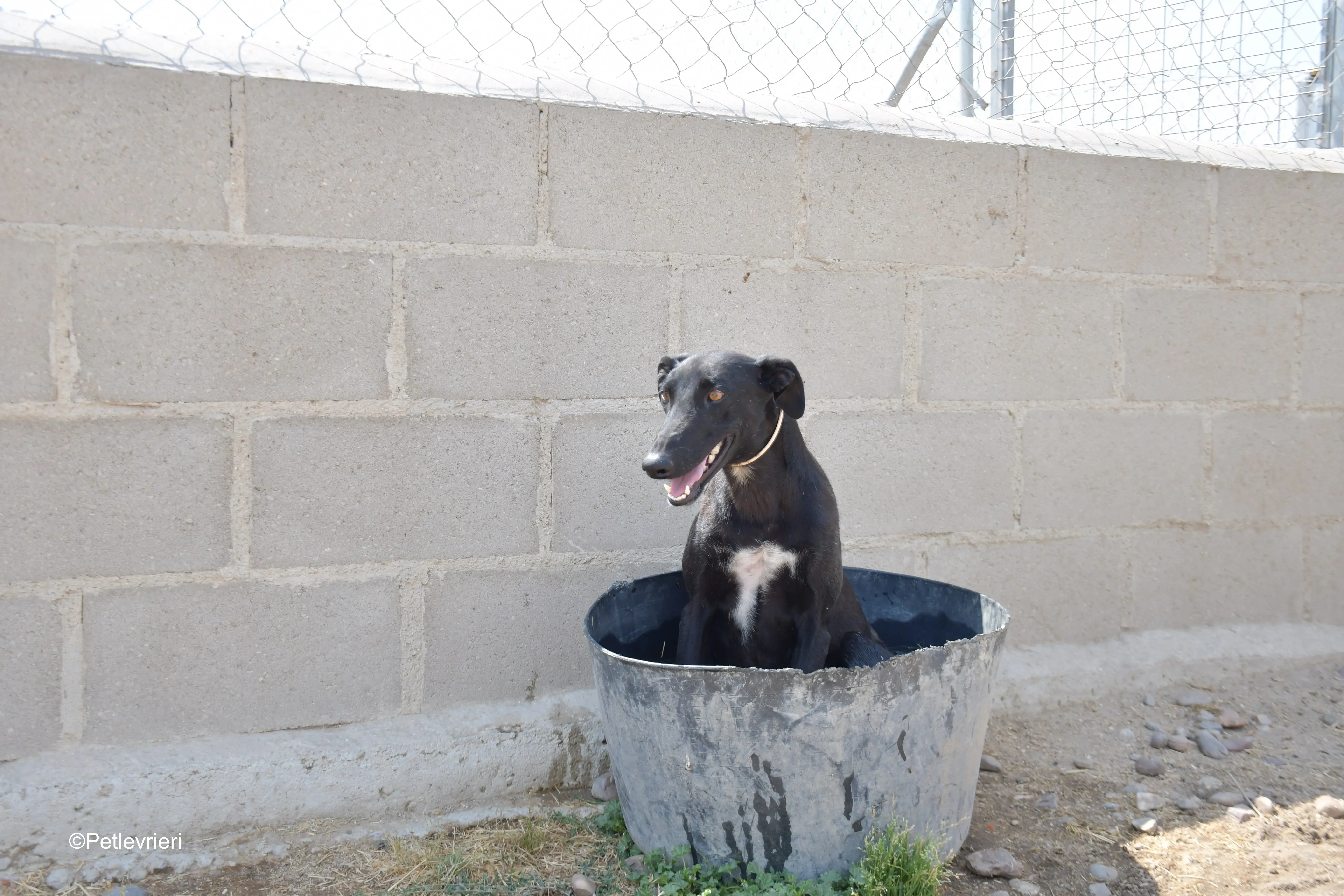 zara adozione levrieri galgo 2
