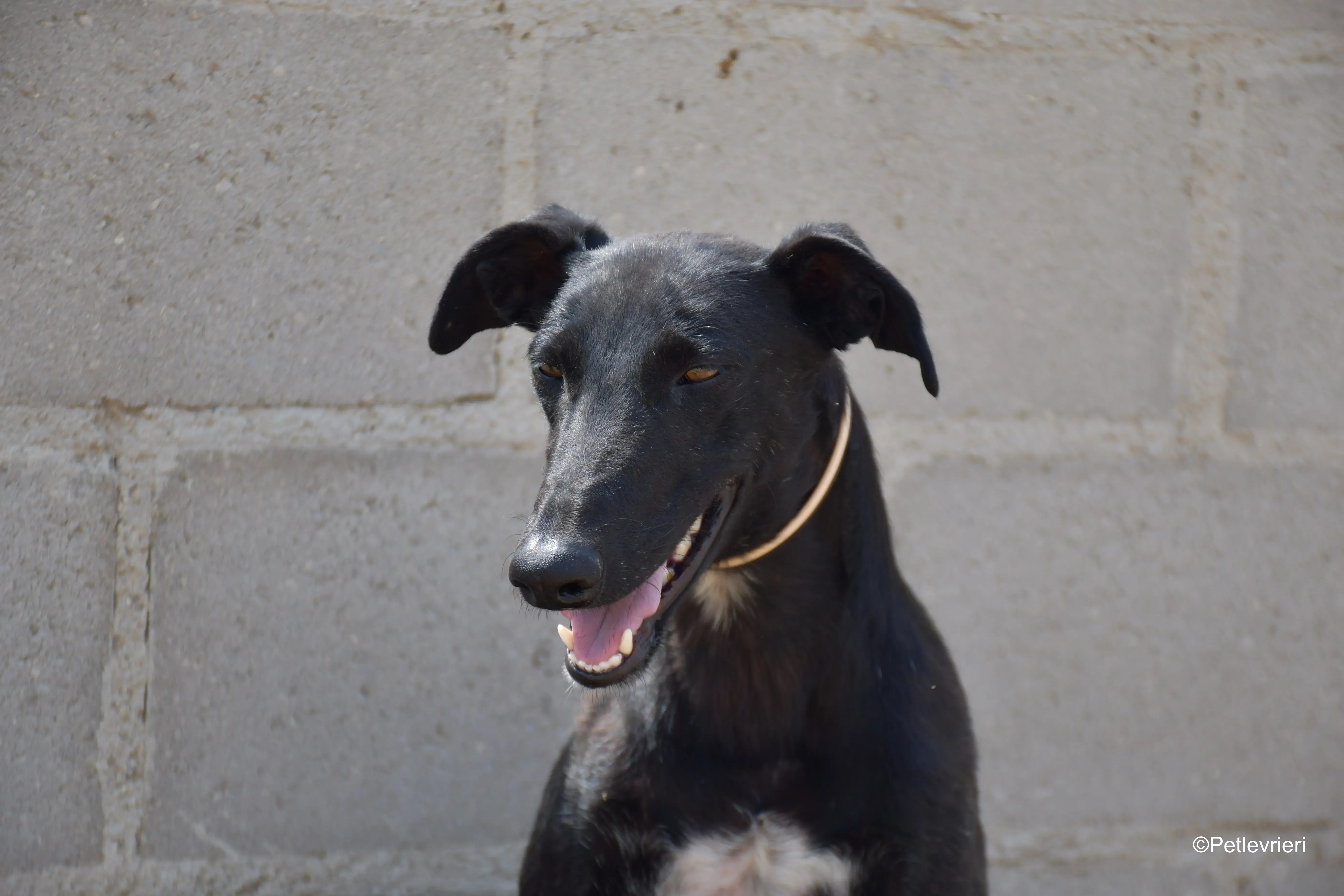 zara adozione levrieri galgo 3
