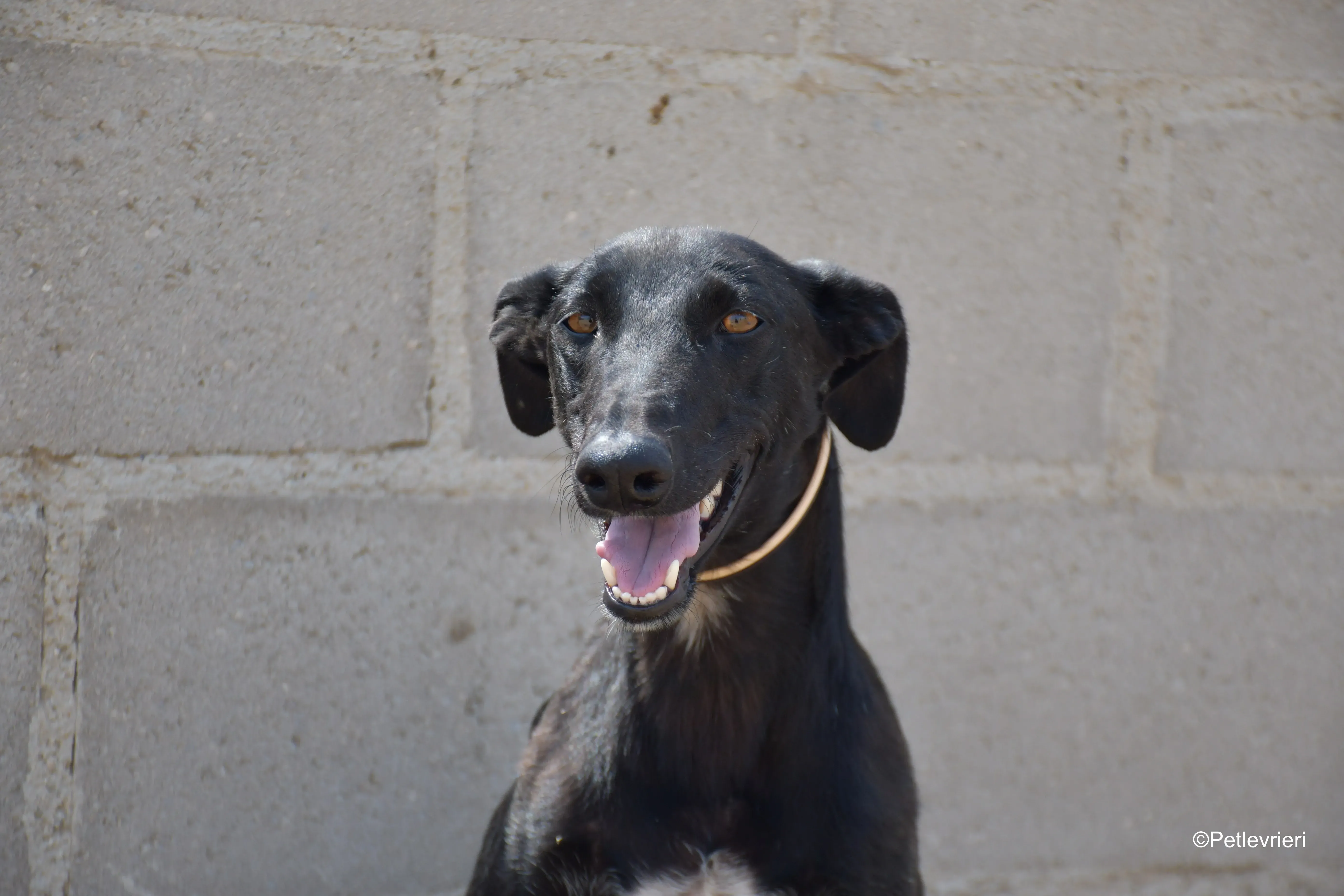 zara adozione levrieri galgo 4