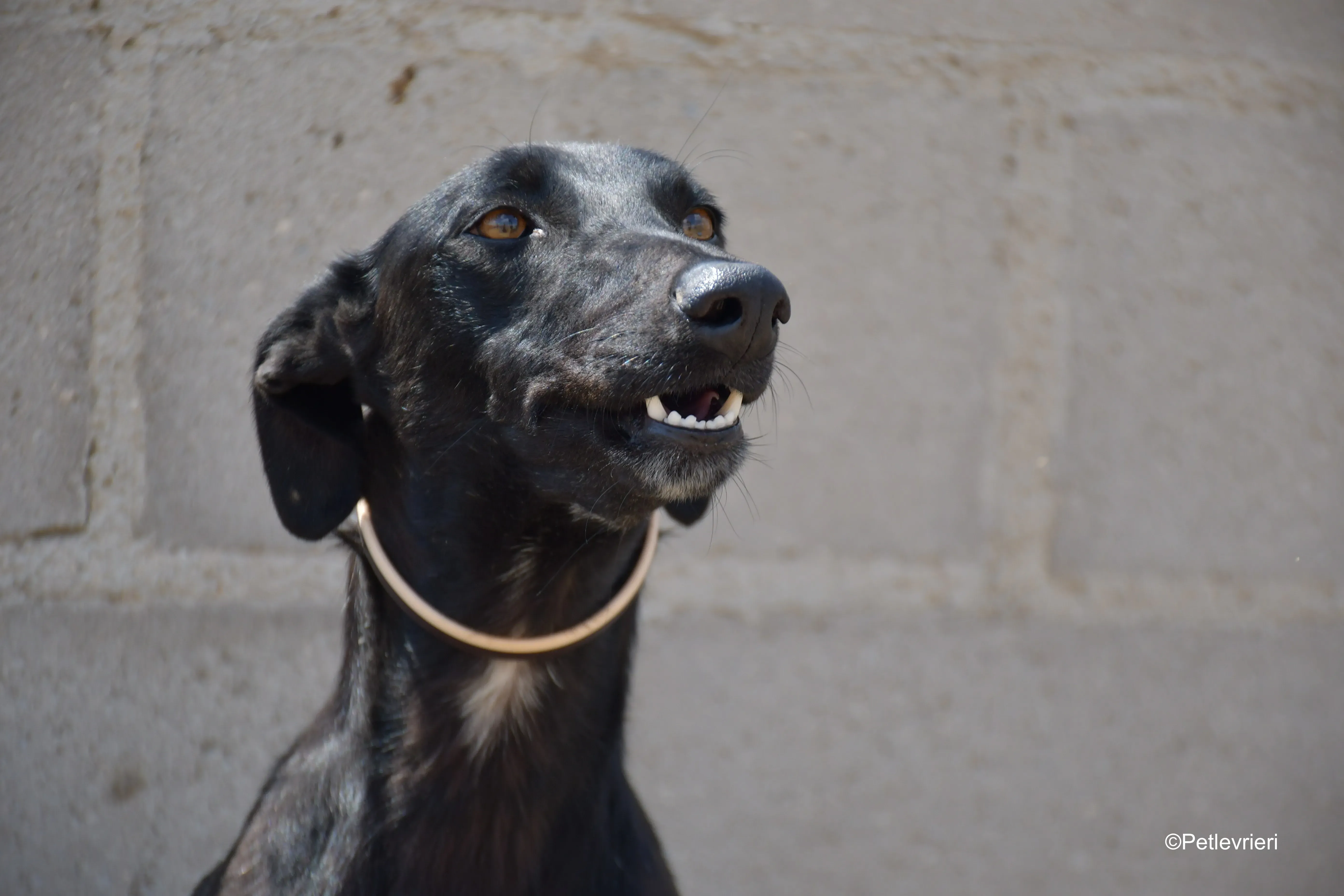 zara adozione levrieri galgo 5