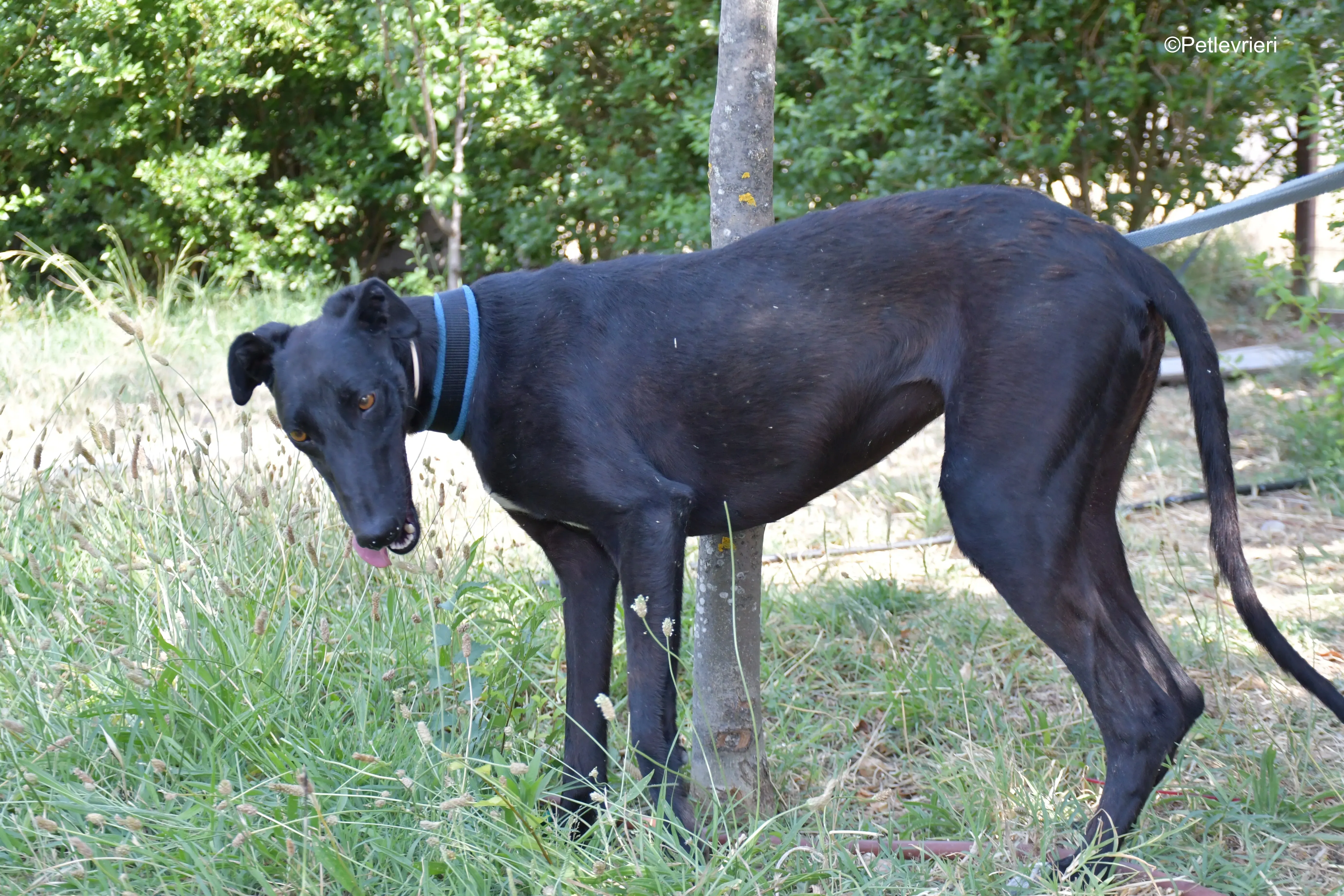 zara adozione levrieri galgo 7