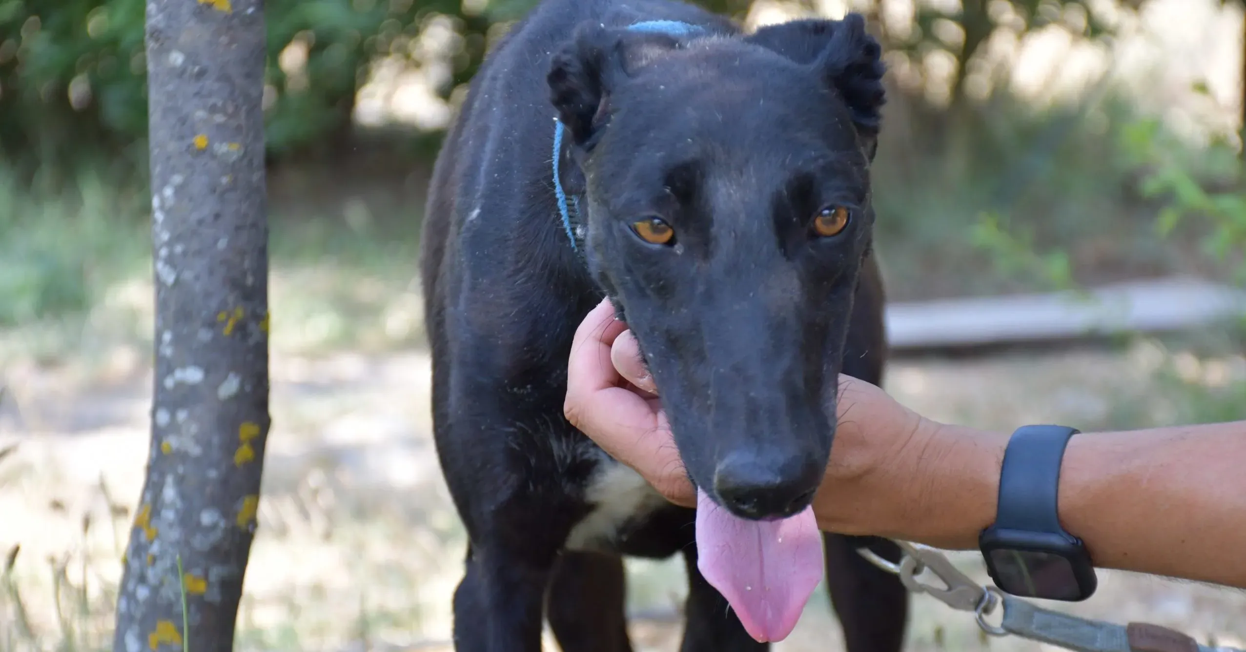 zara adozione levrieri galgo 8 scaled e1661891573938