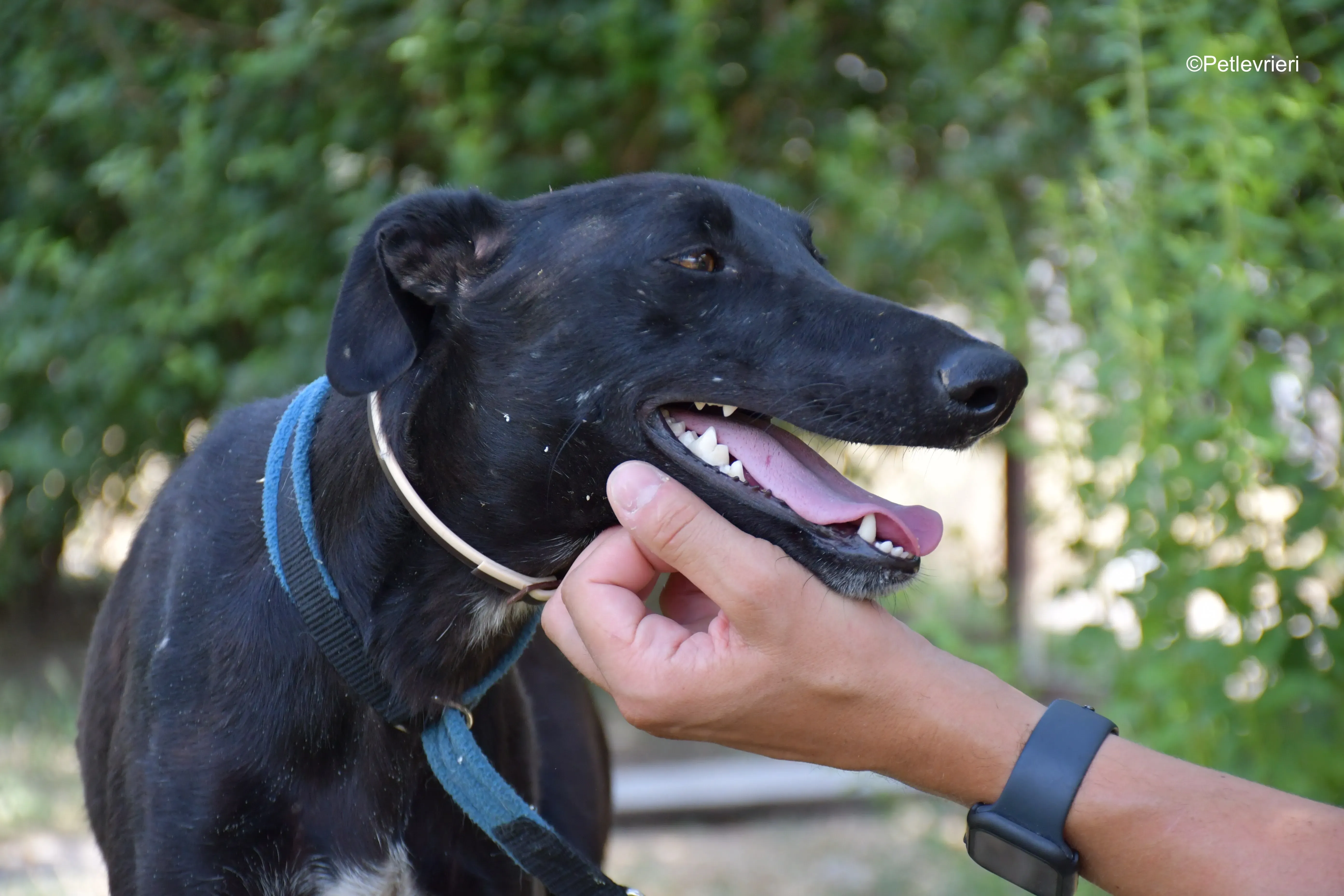 zara adozione levrieri galgo 9