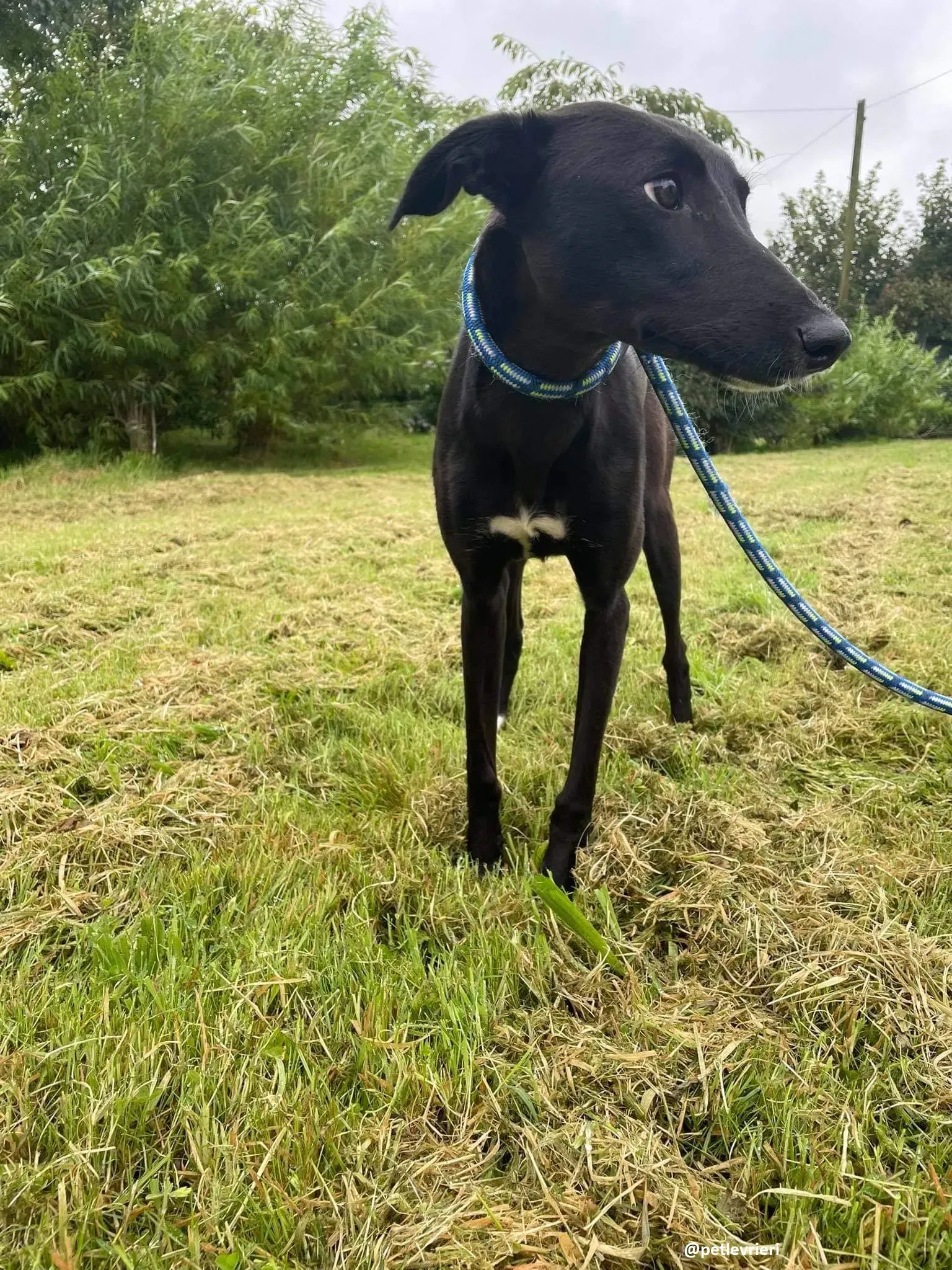 zara adozione lurcher whippet 1