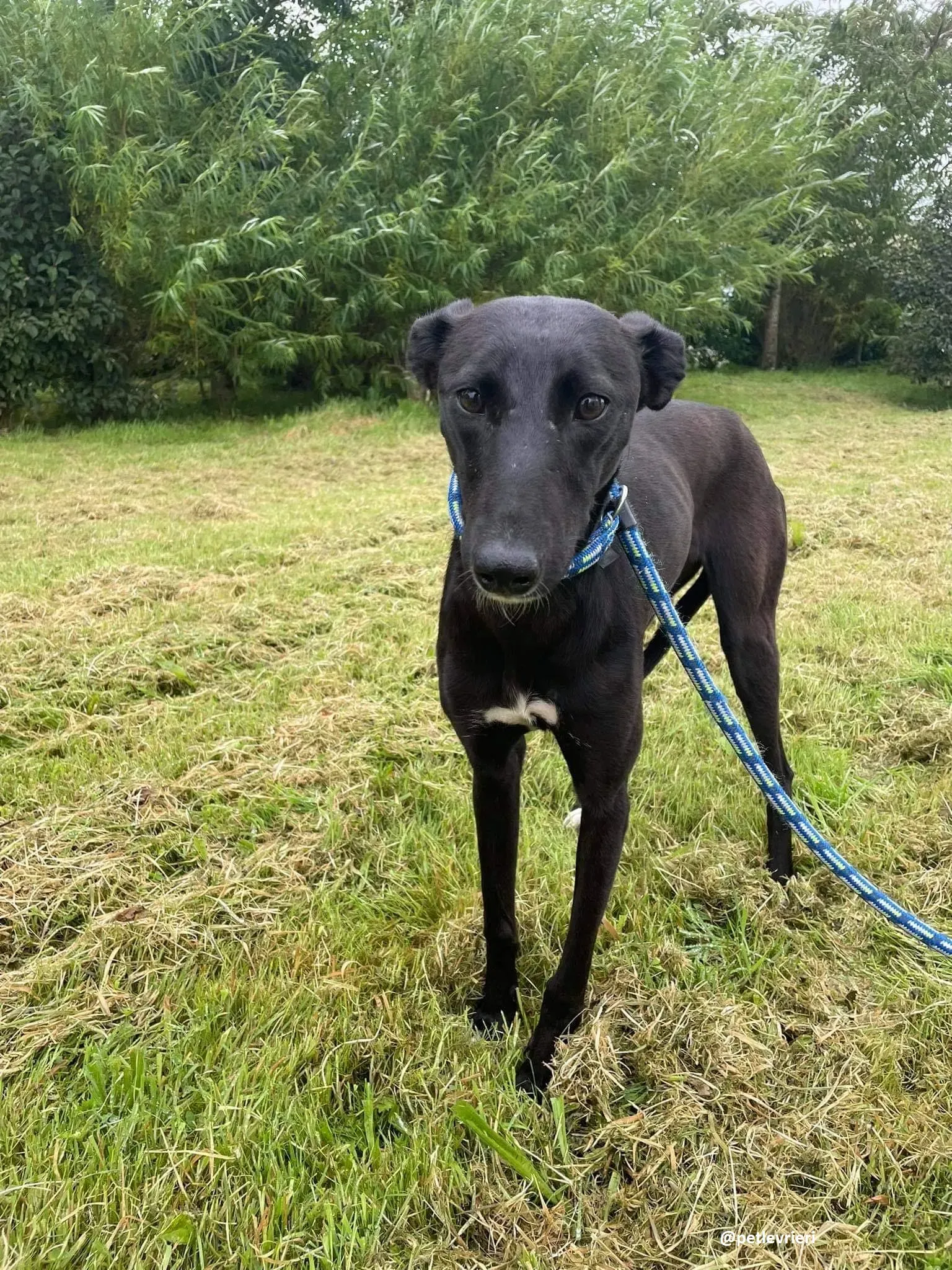 zara adozione lurcher whippet 10