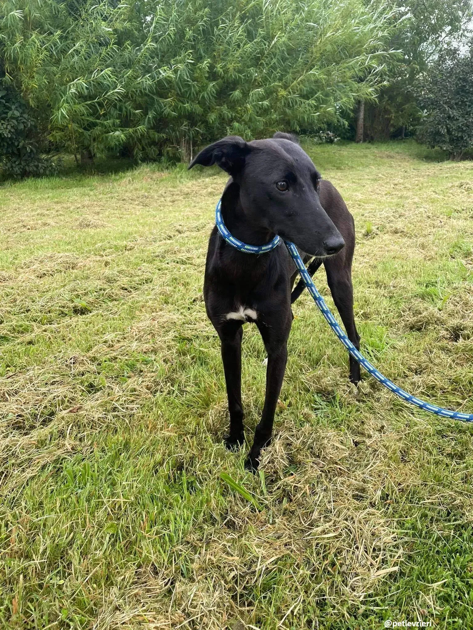 zara adozione lurcher whippet 11