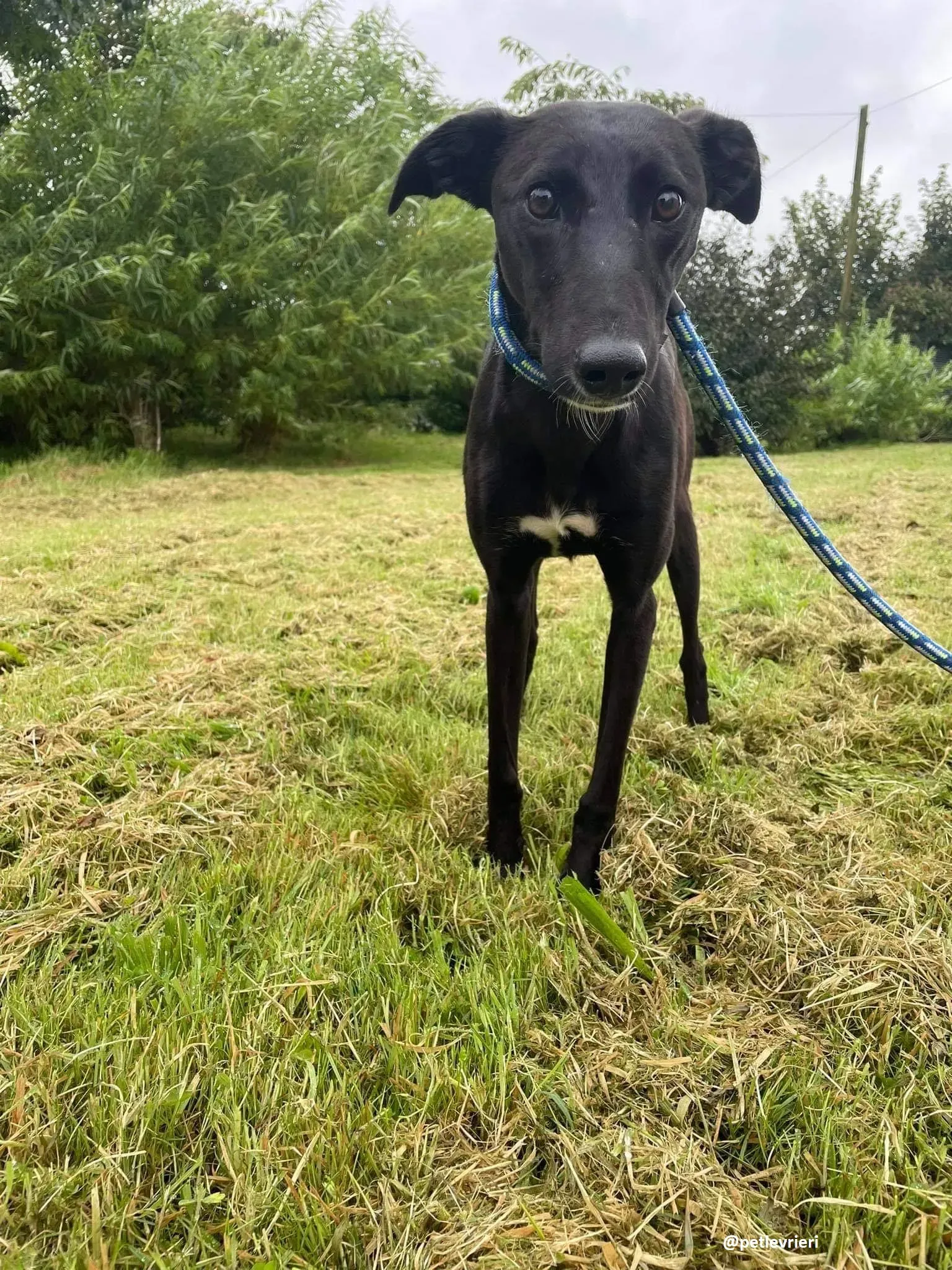 zara adozione lurcher whippet 2