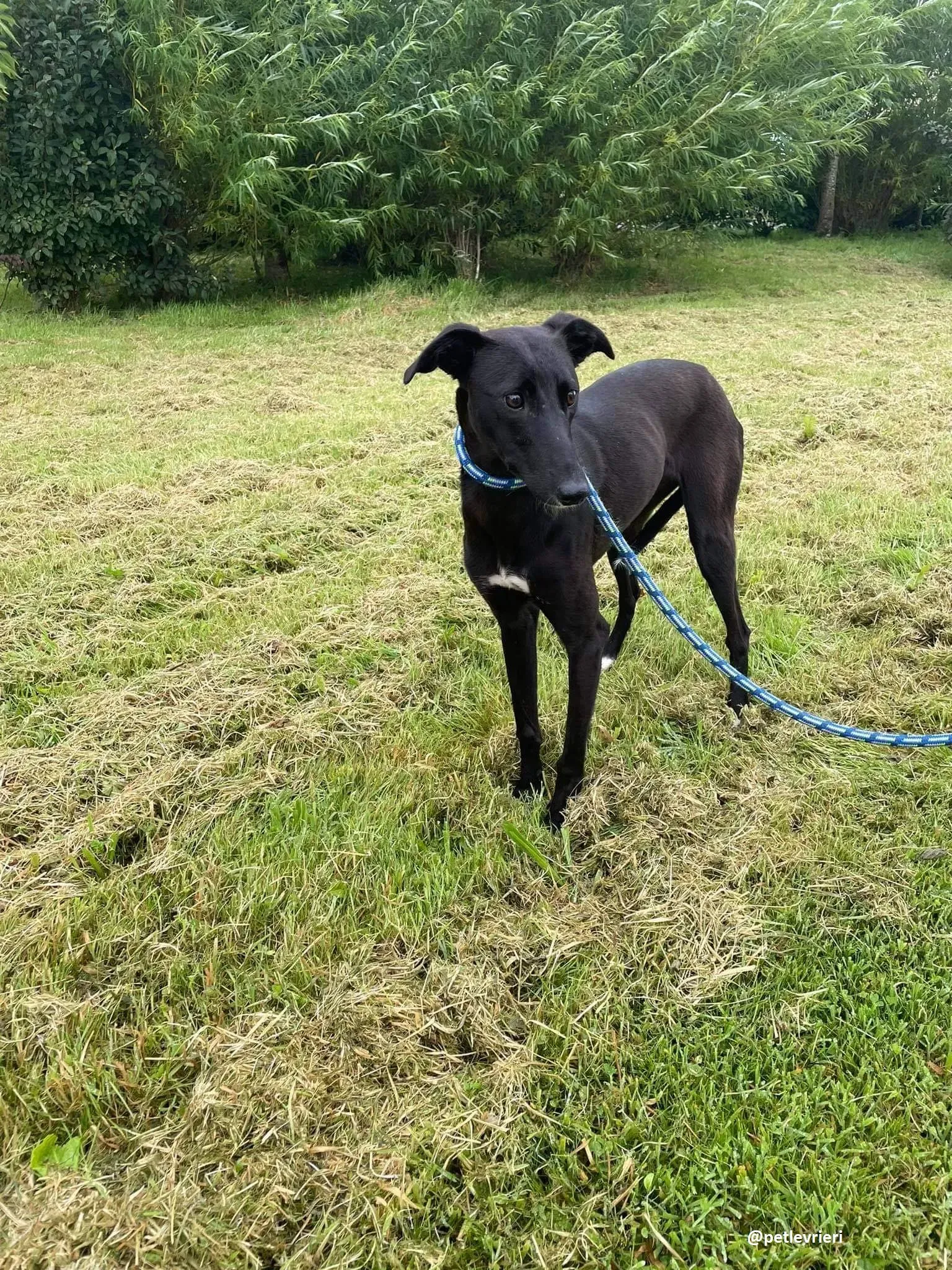 zara adozione lurcher whippet 3