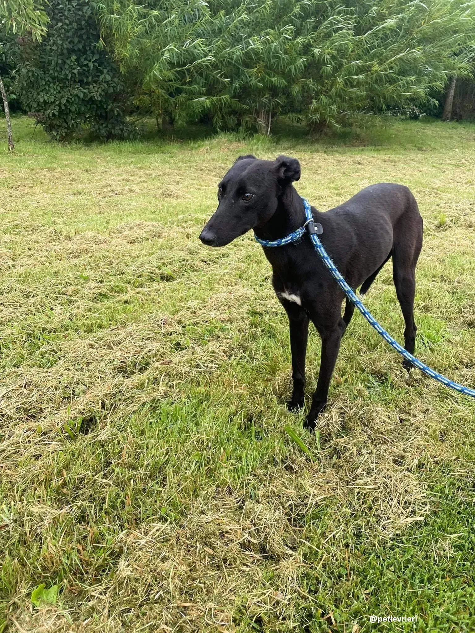 zara adozione lurcher whippet 4