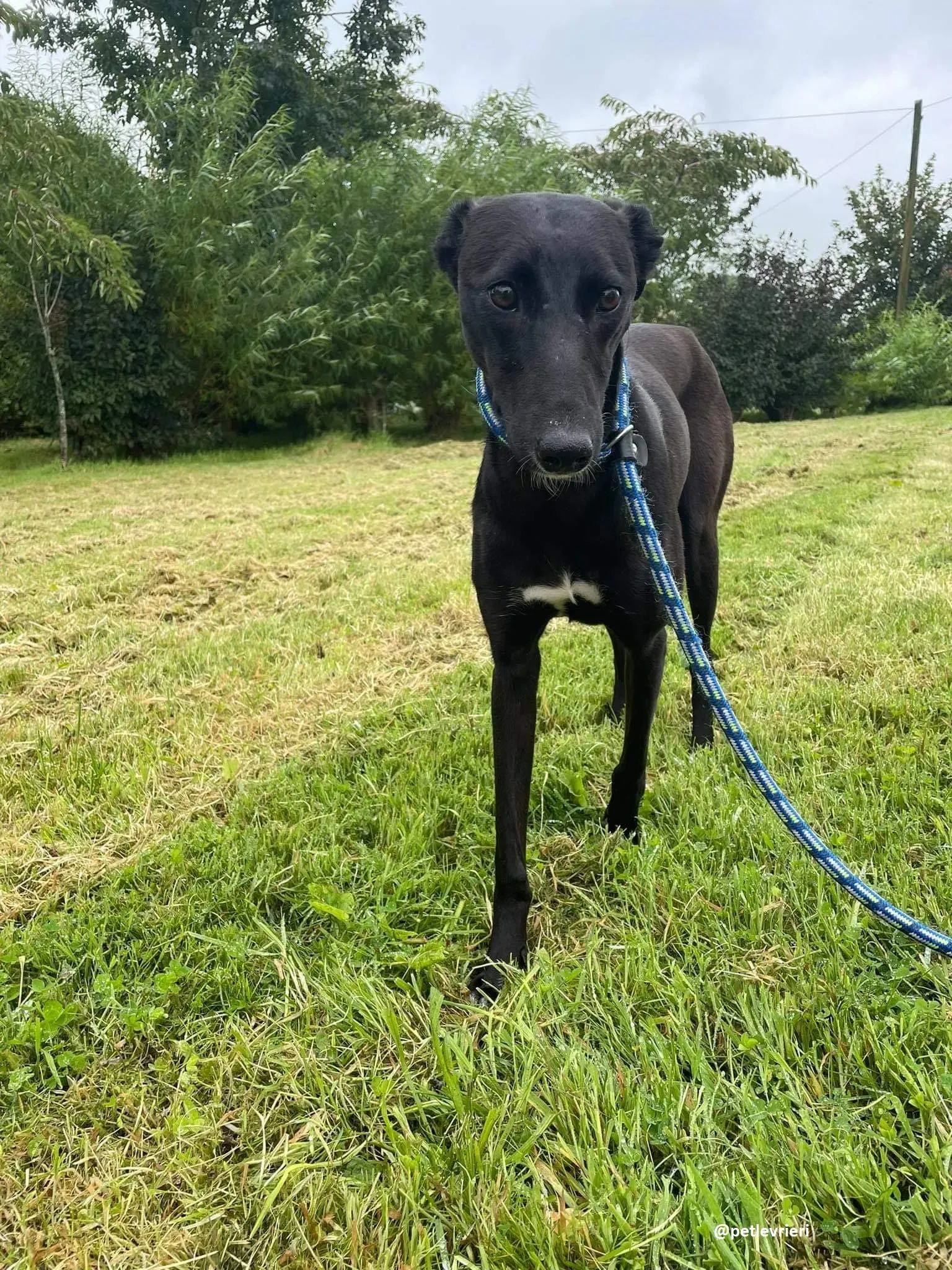 zara adozione lurcher whippet 5