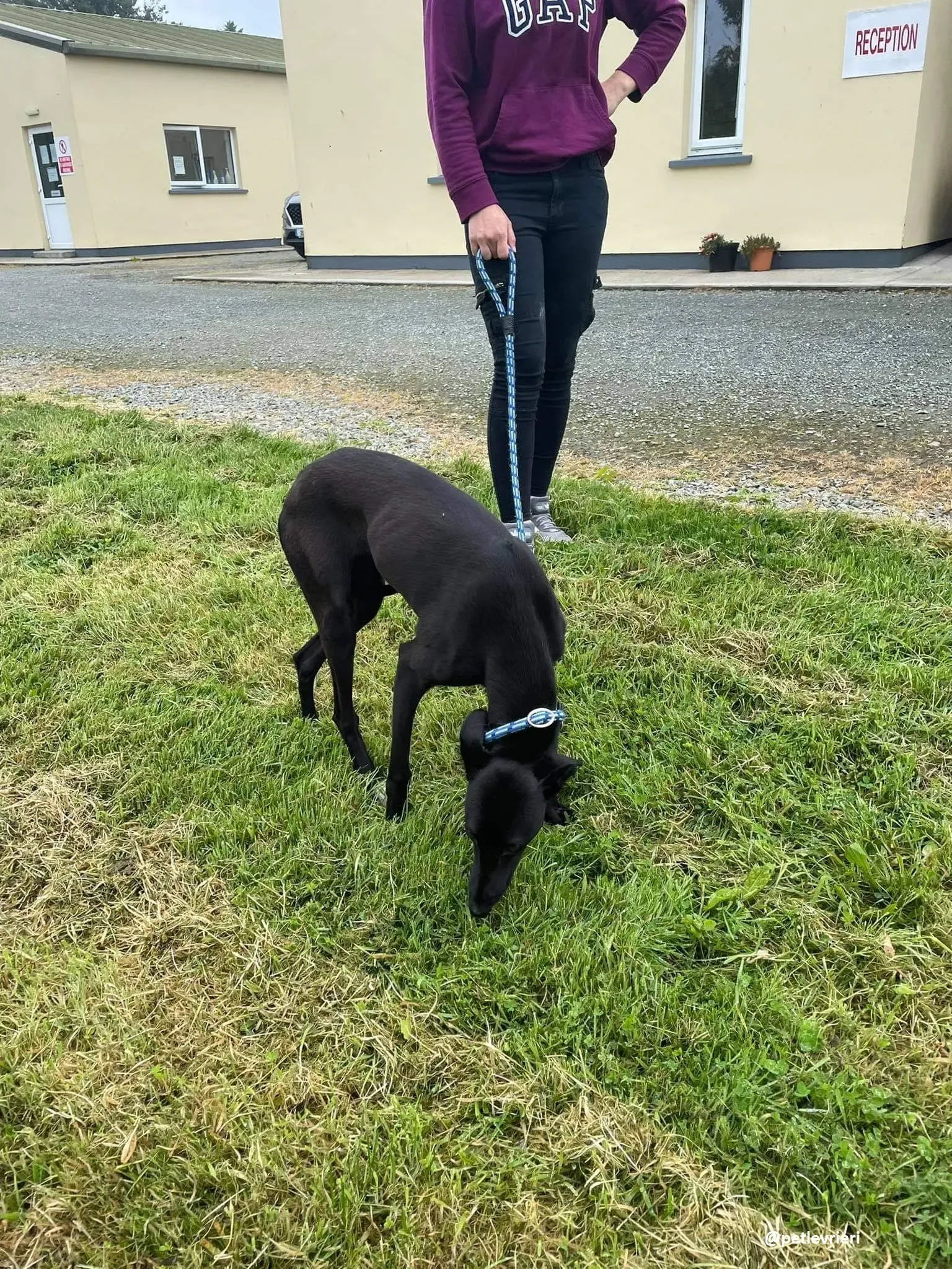 zara adozione lurcher whippet 7