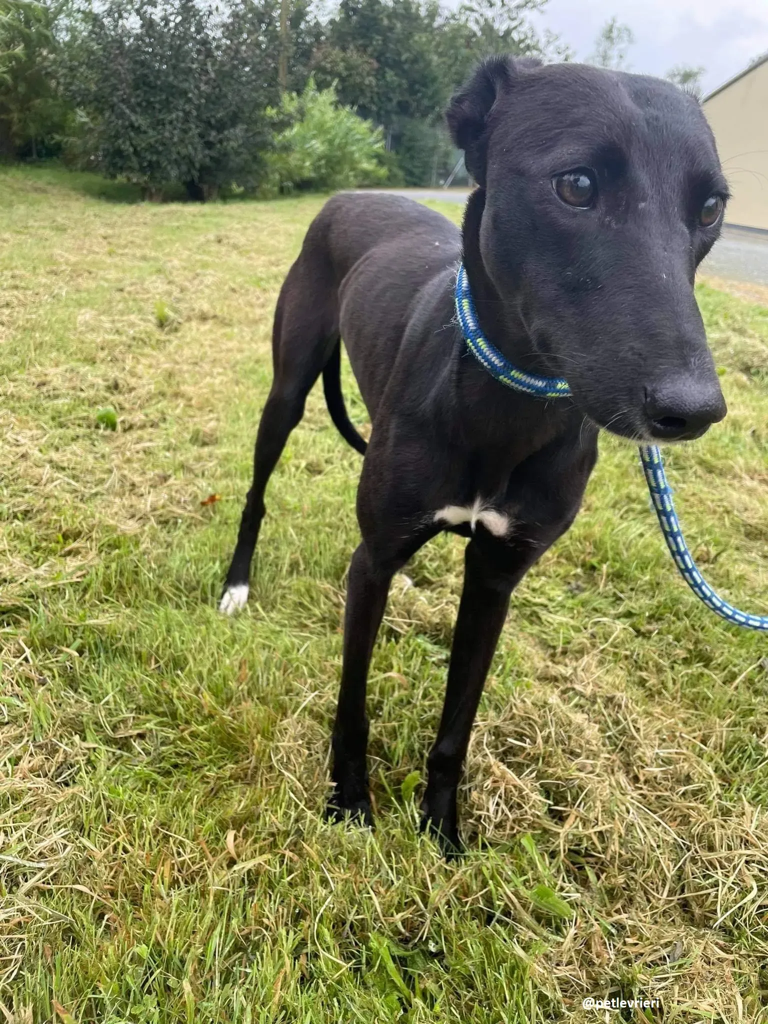 zara adozione lurcher whippet 8