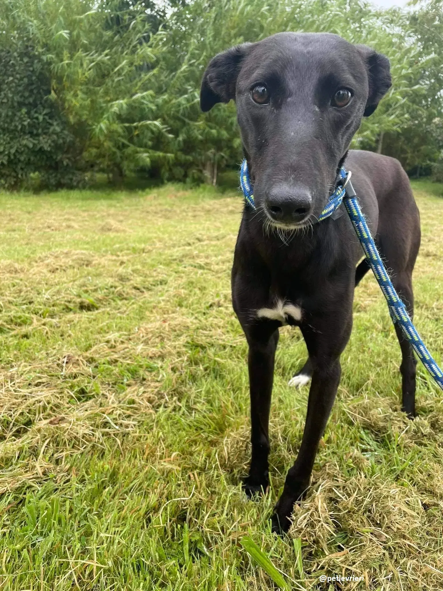 zara adozione lurcher whippet 9