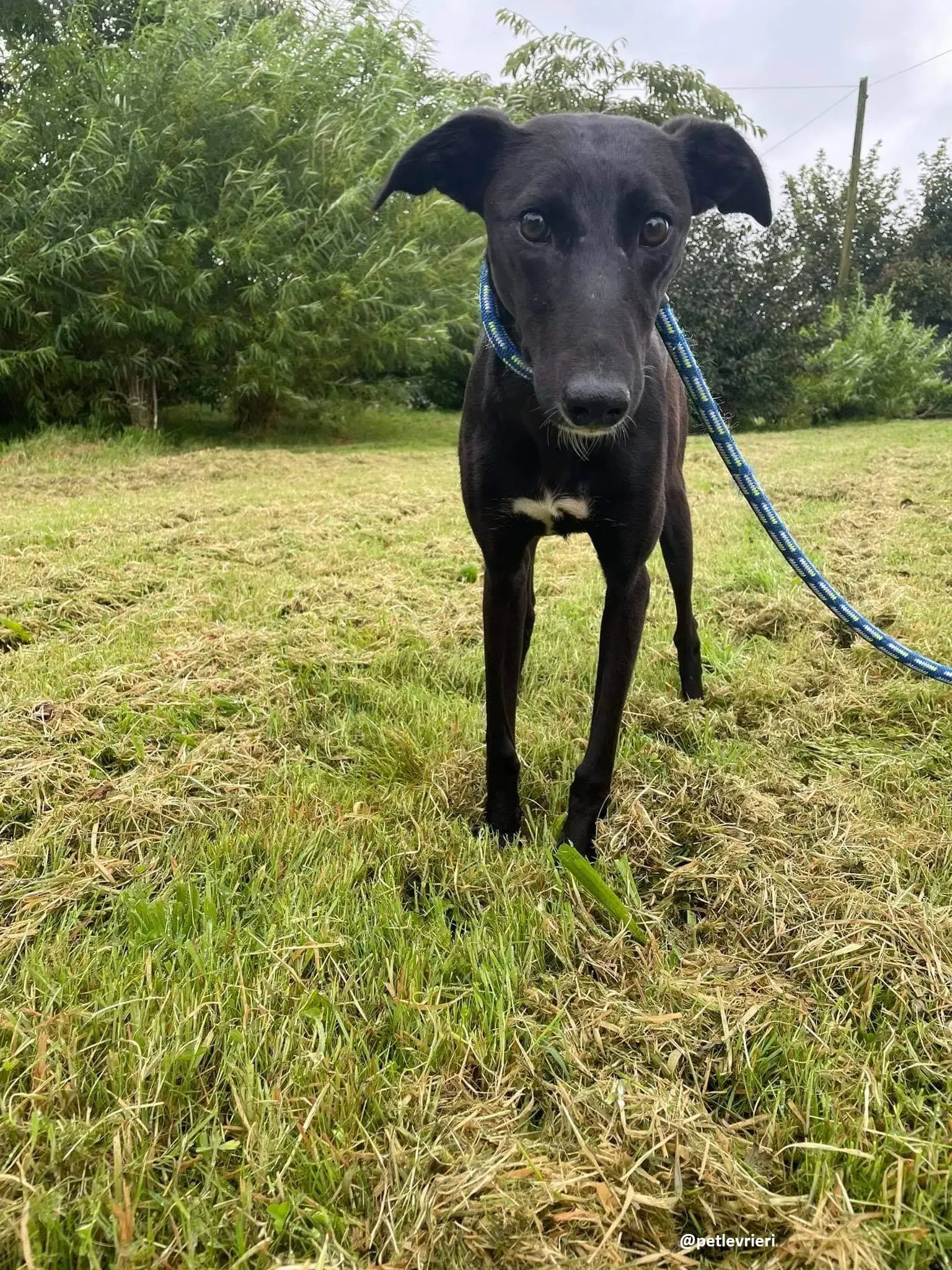 zara adozione lurcher whippet
