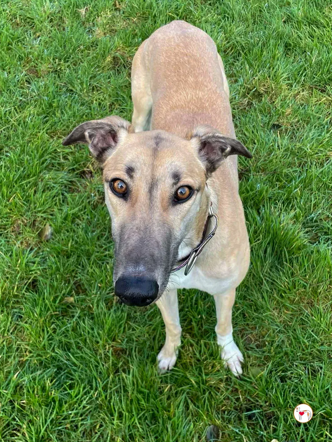 zara grey adozione 01