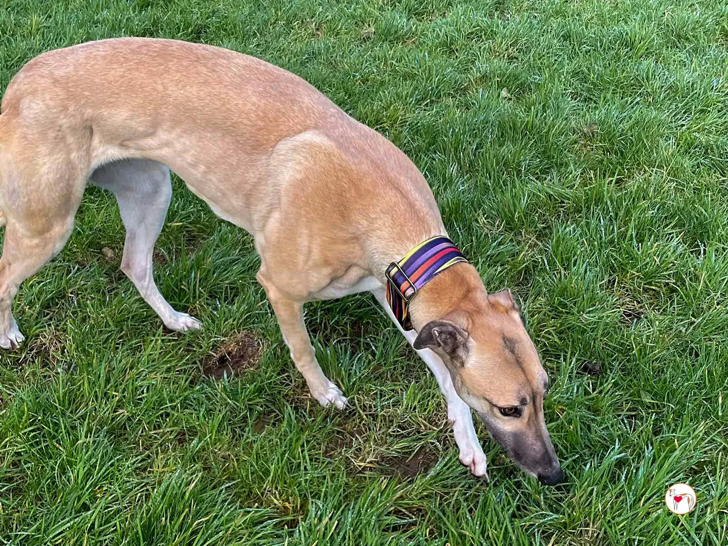 zara grey adozione 02