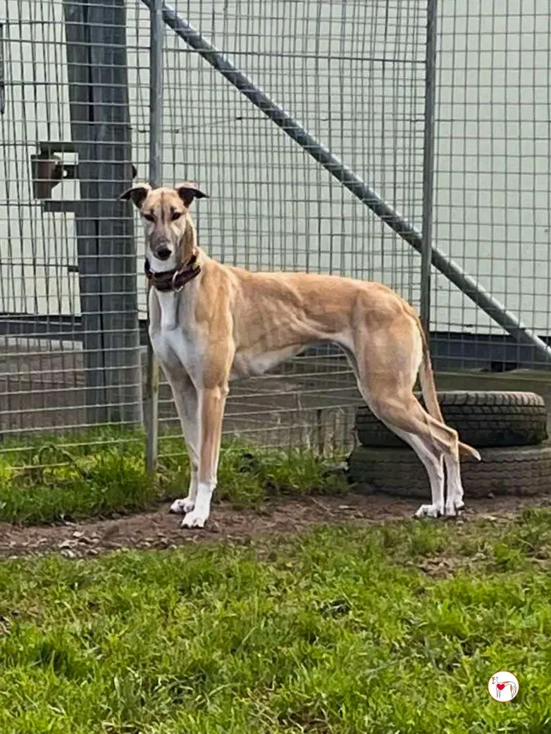 zara grey adozione 03