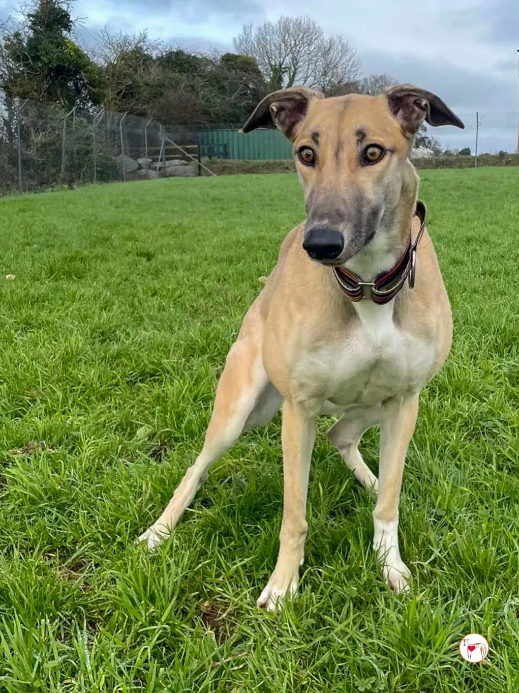 zara grey adozione 04