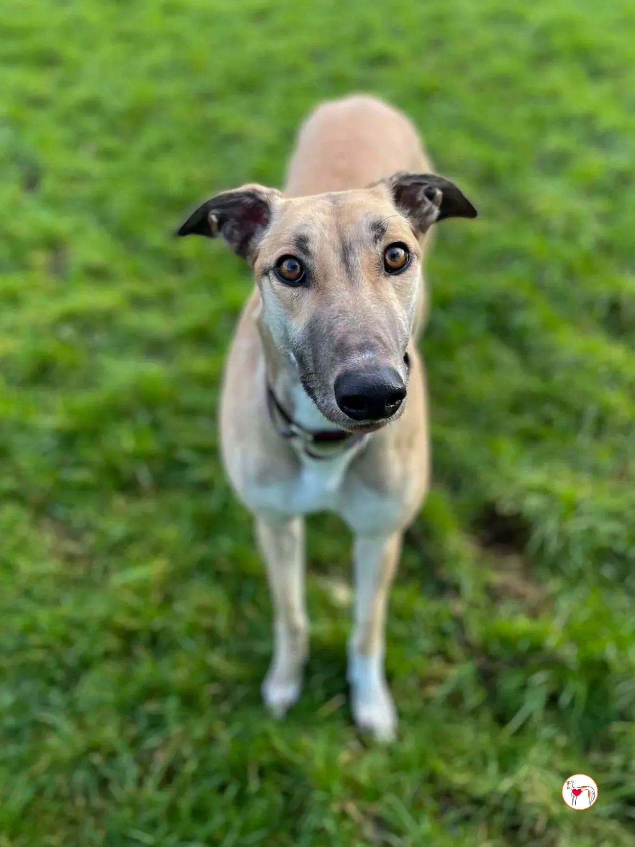 zara grey adozione 05