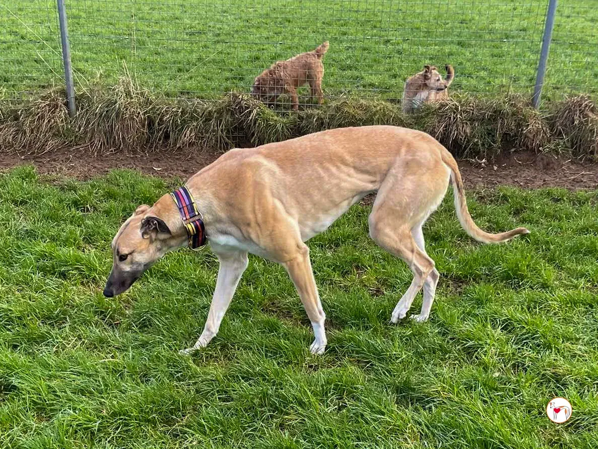 zara grey adozione 06