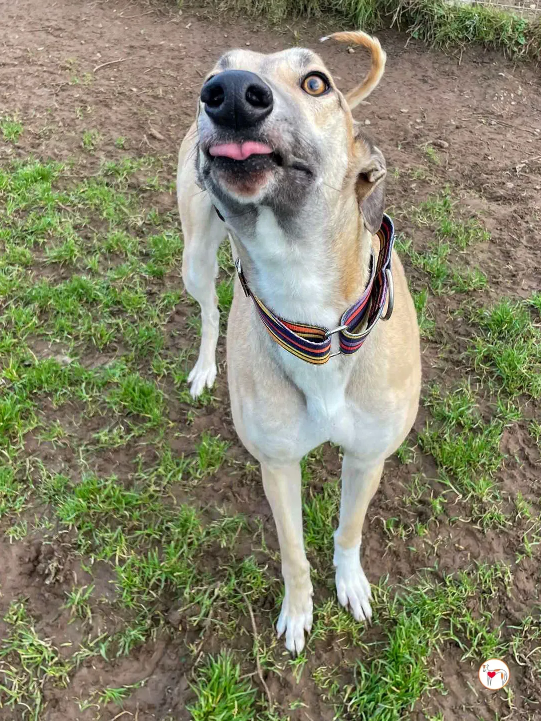 zara grey adozione 07