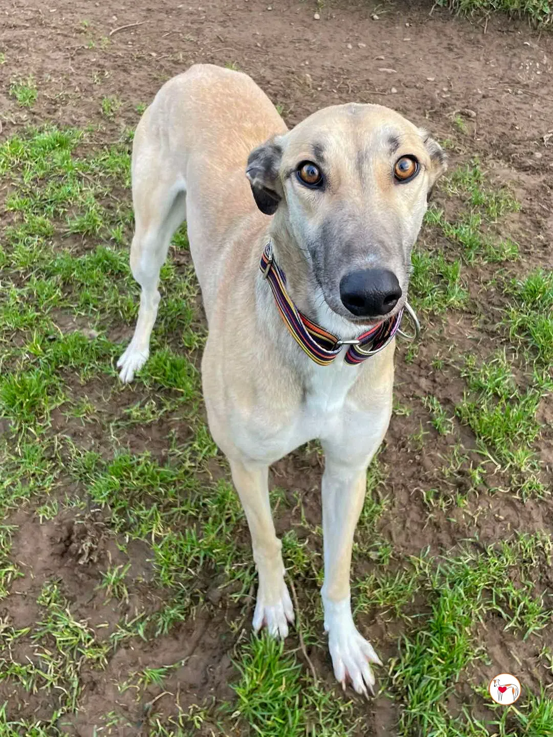 zara grey adozione 08