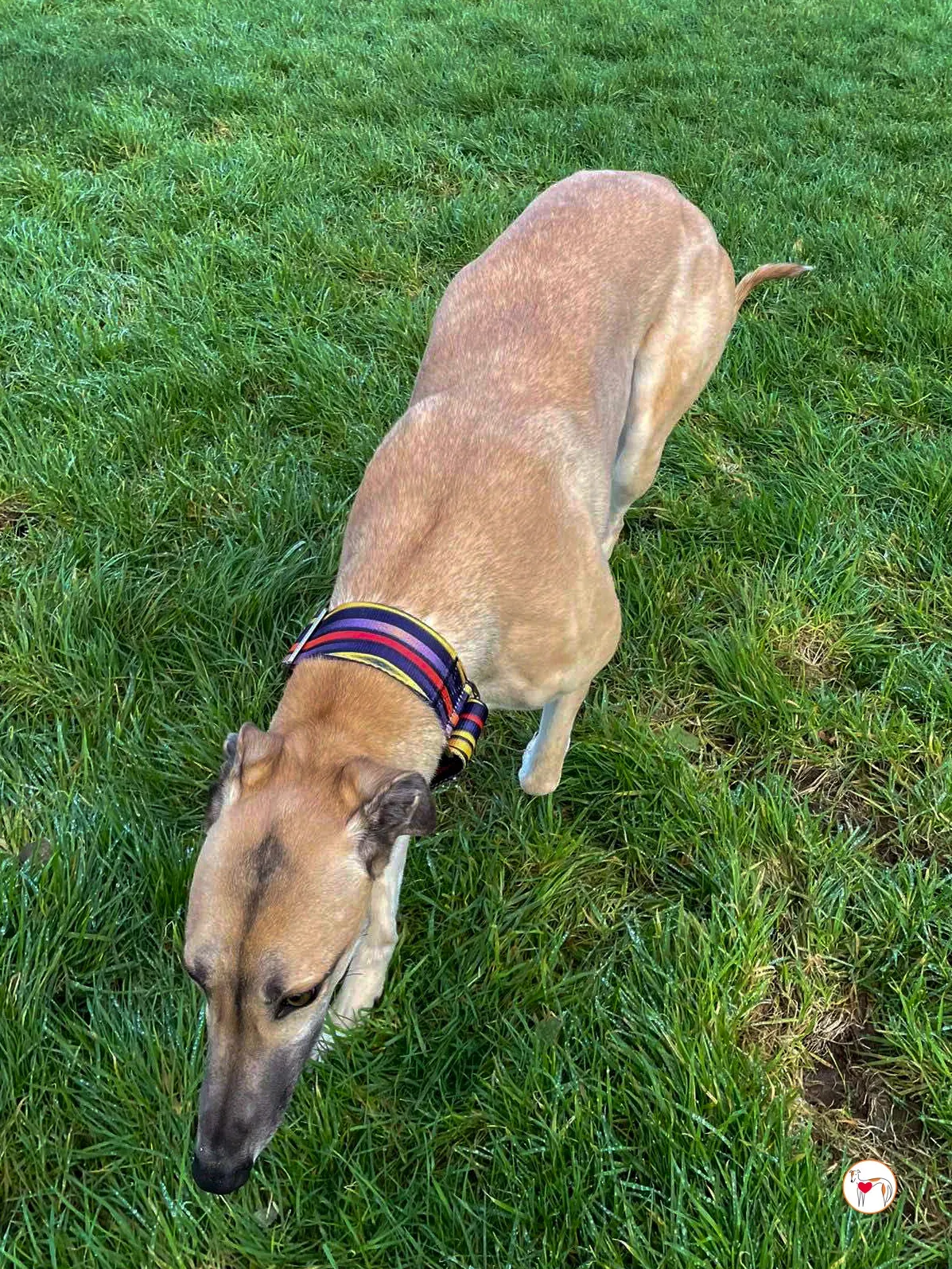 zara grey adozione 09