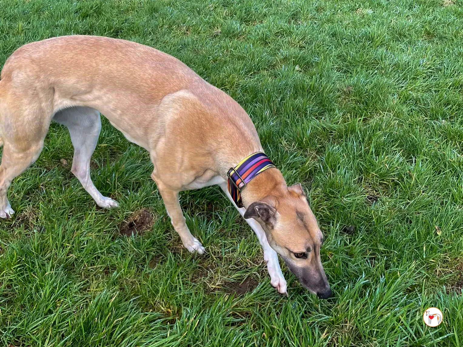 zara grey adozione 10