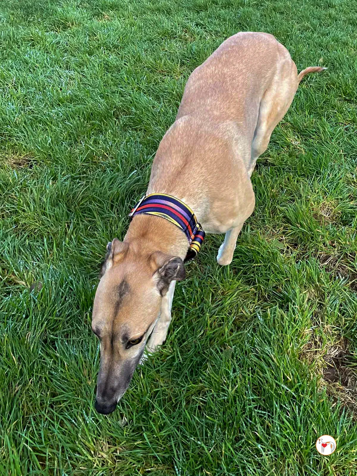 zara grey adozione 11