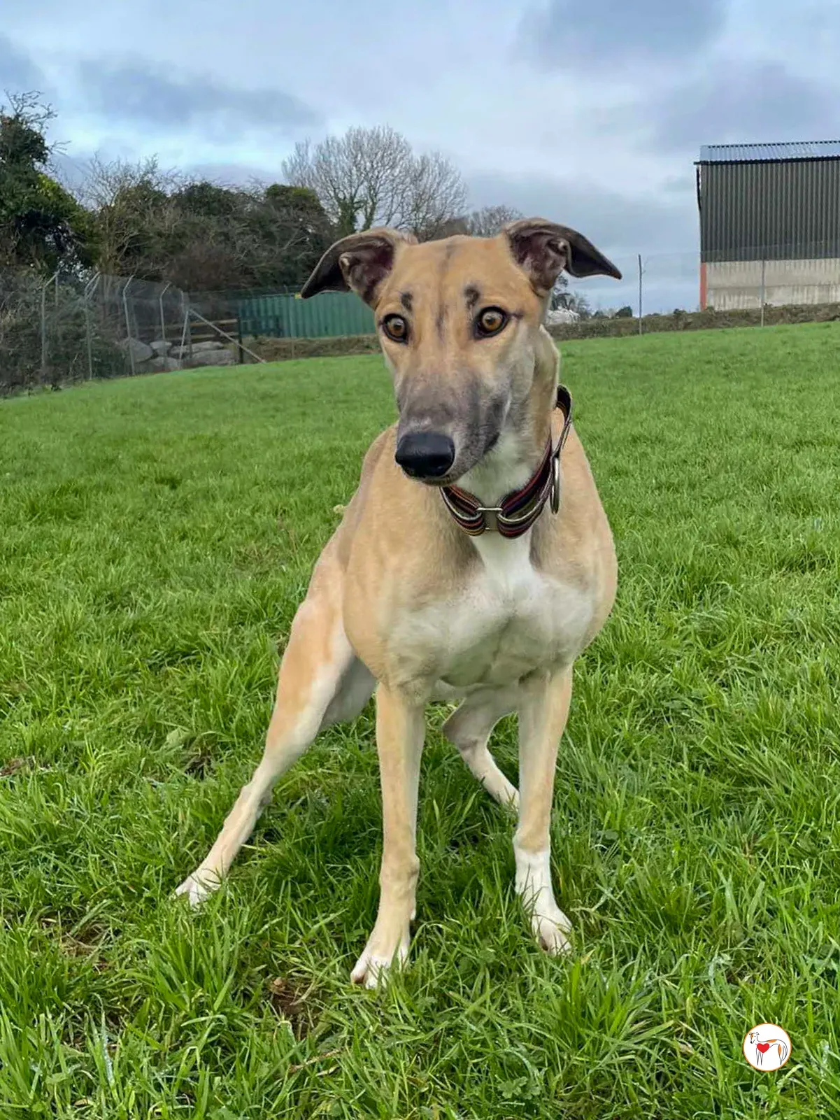 zara grey adozione 12