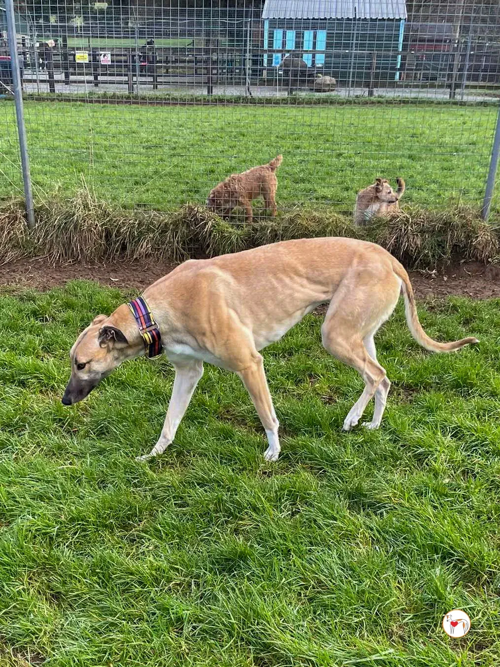 zara grey adozione 13