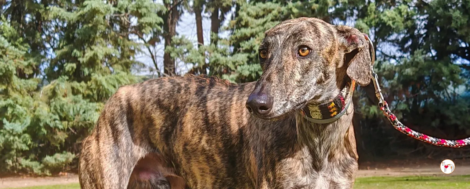 zas galgo adozione 00 copertina a