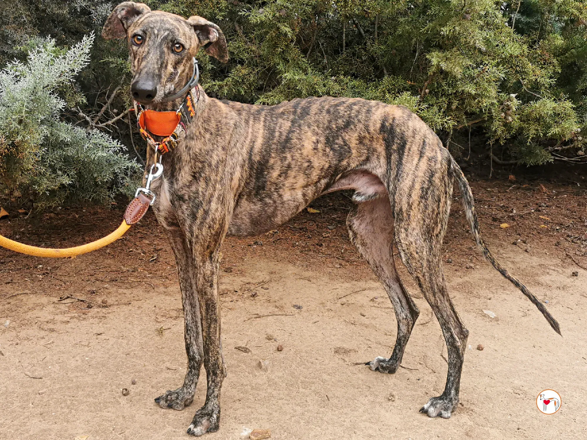 zas galgo adozione 01