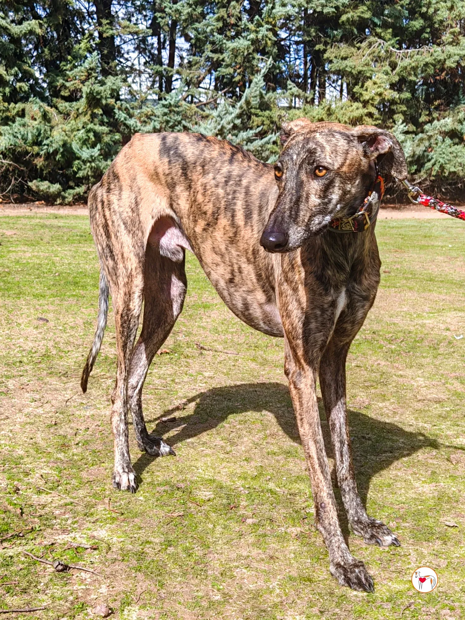 zas galgo adozione 02