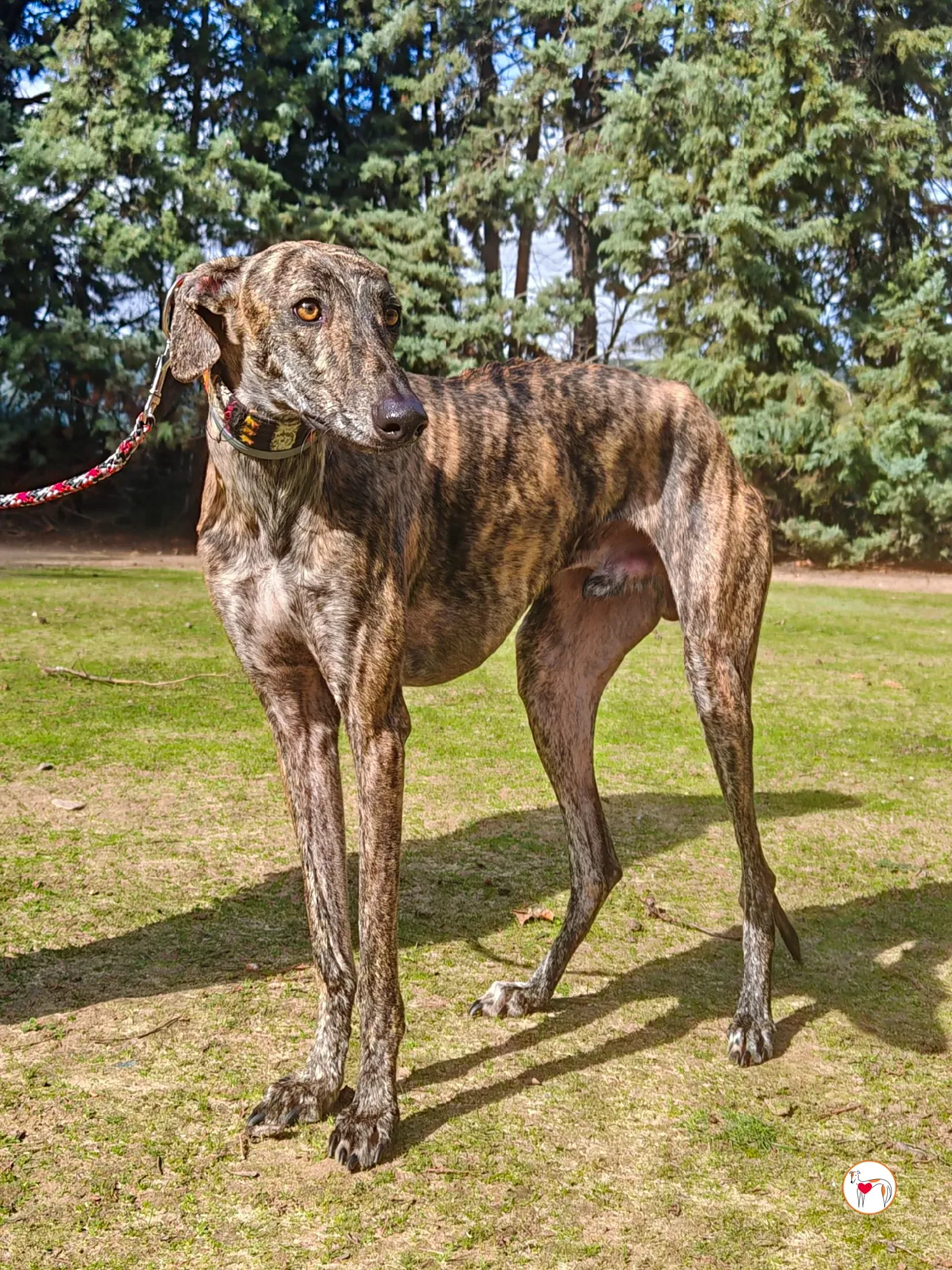 zas galgo adozione 03