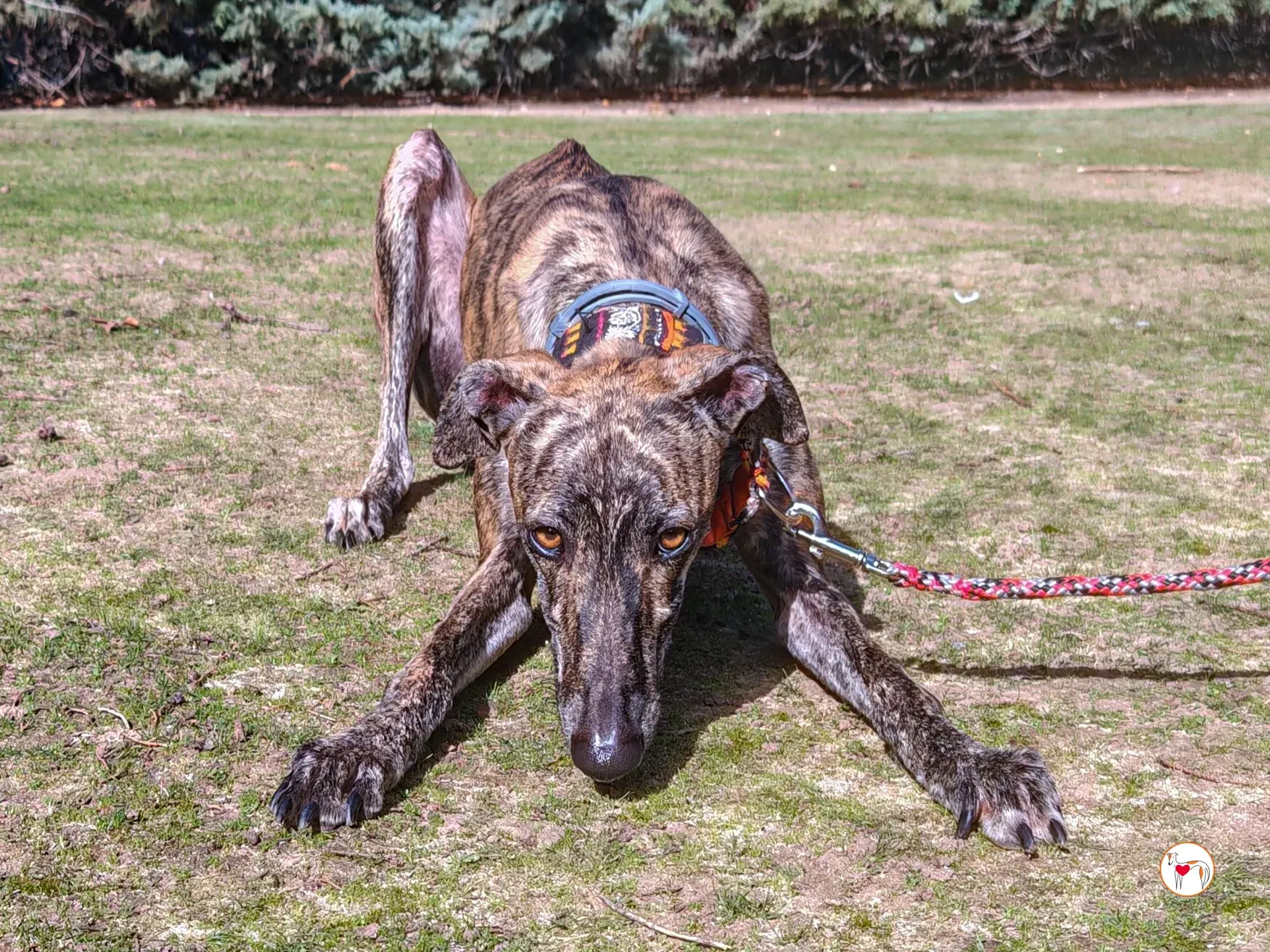 zas galgo adozione 04