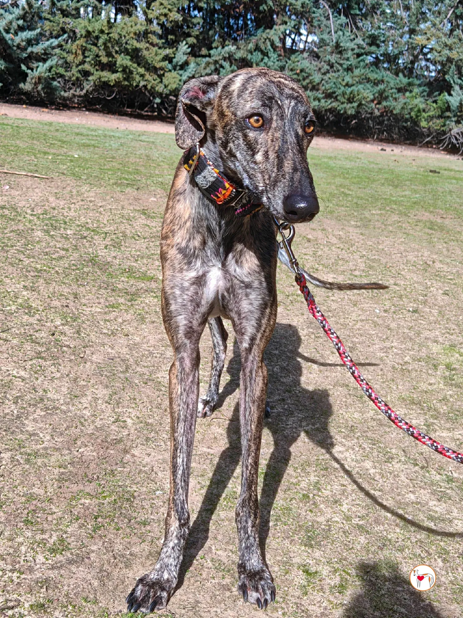 zas galgo adozione 05