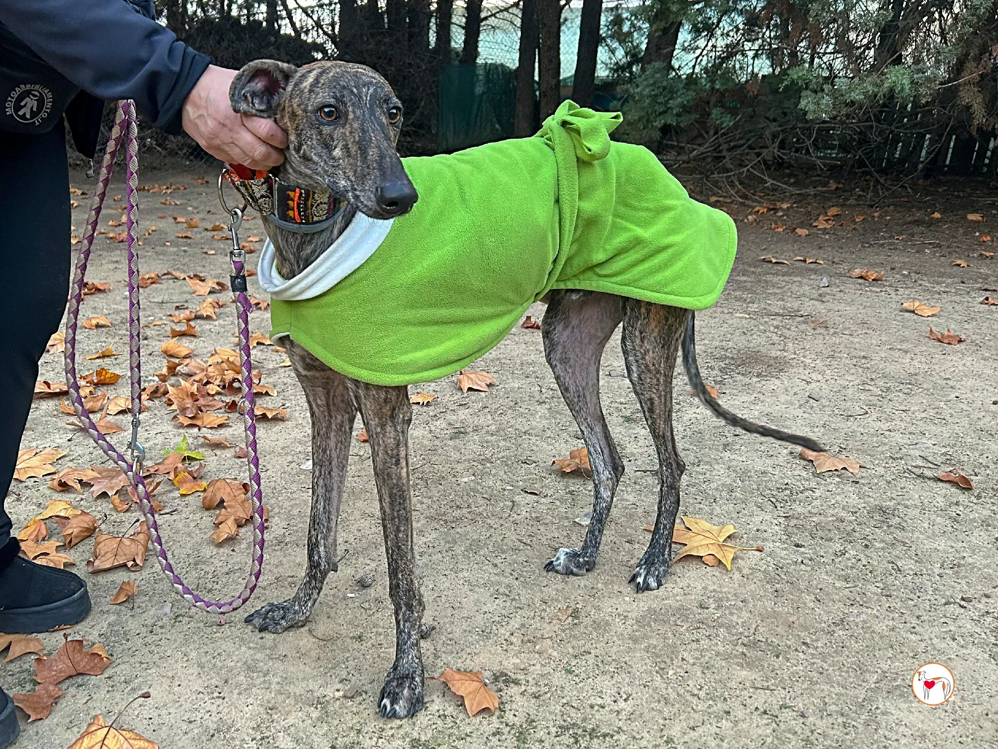 zas galgo adozione 06