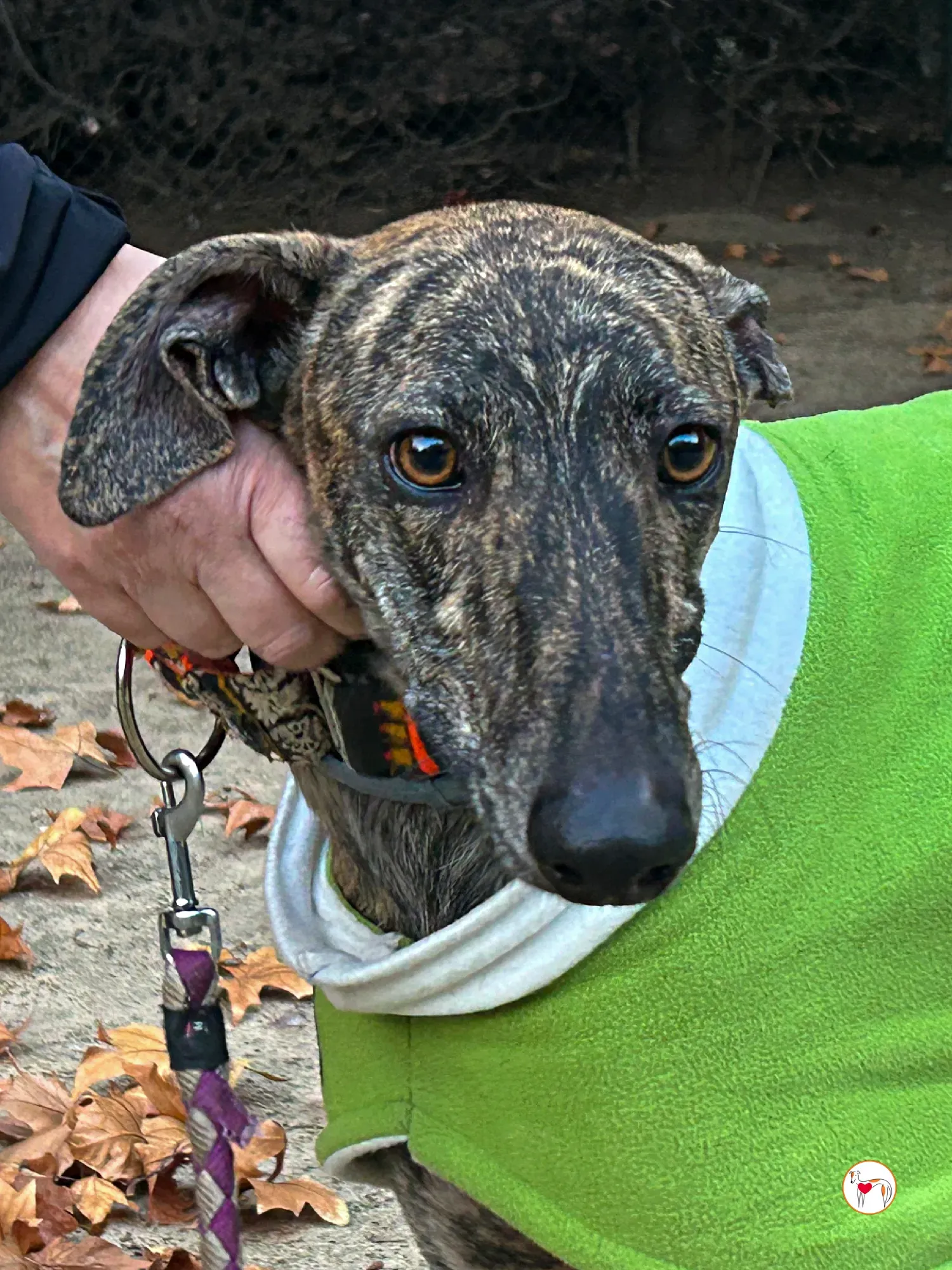 zas galgo adozione 07