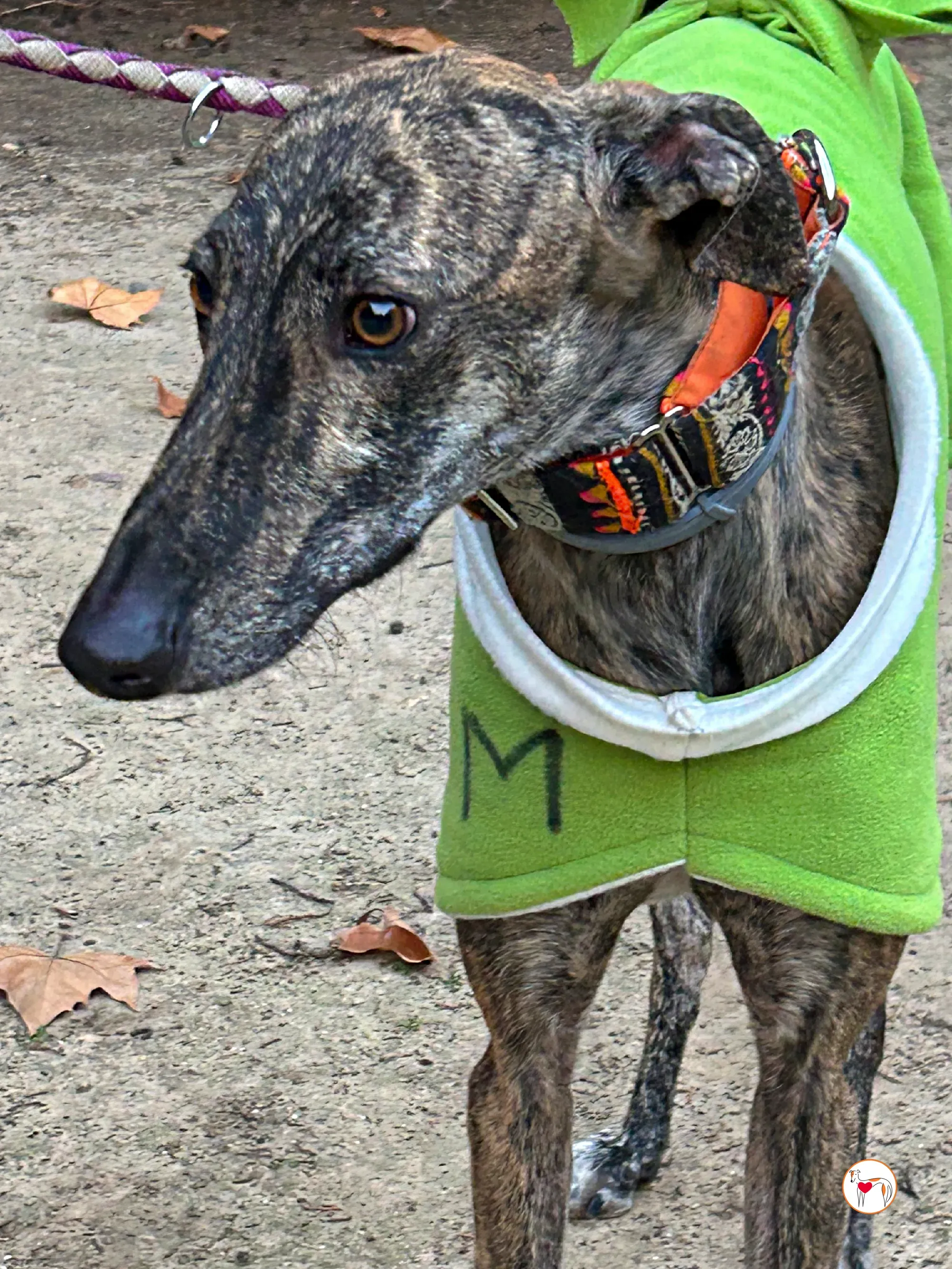 zas galgo adozione 08