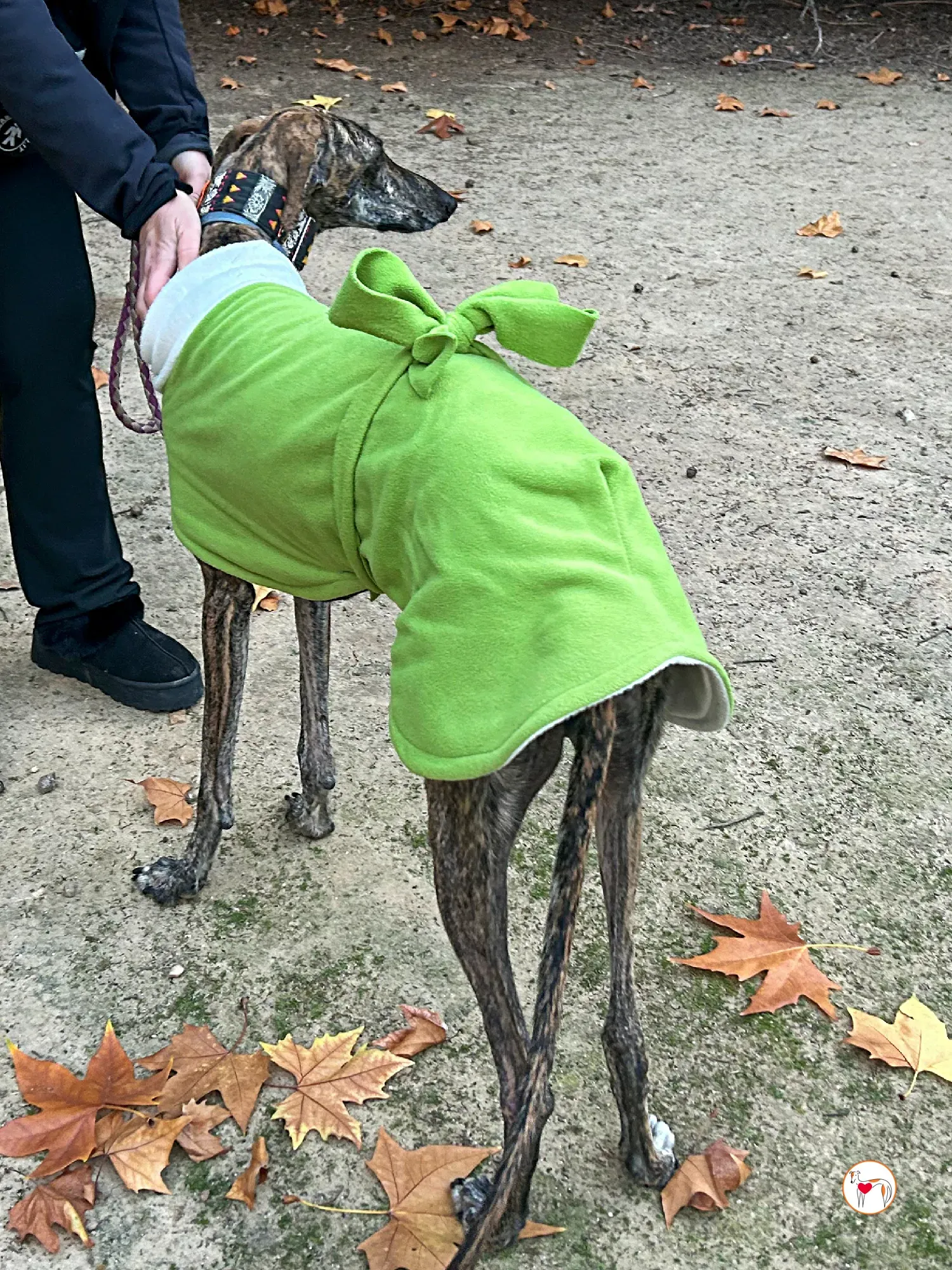 zas galgo adozione 09