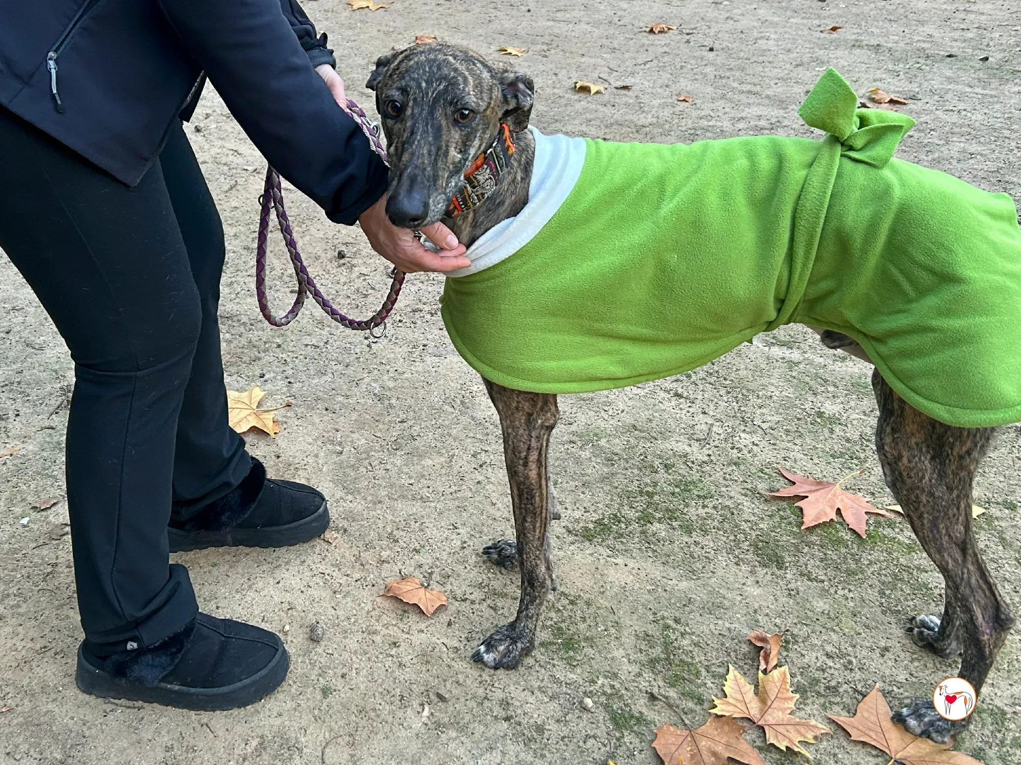 zas galgo adozione 10