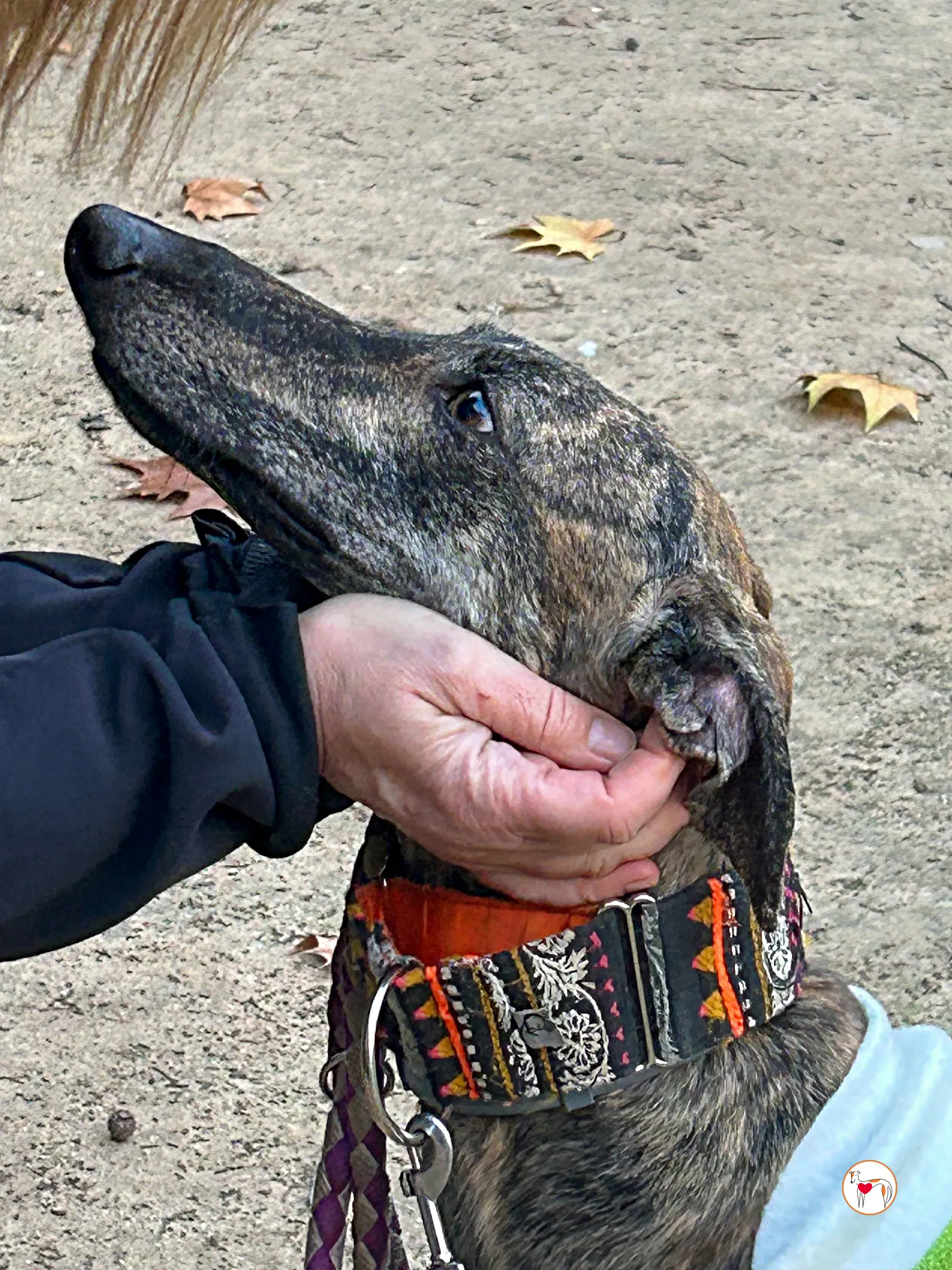 zas galgo adozione 11