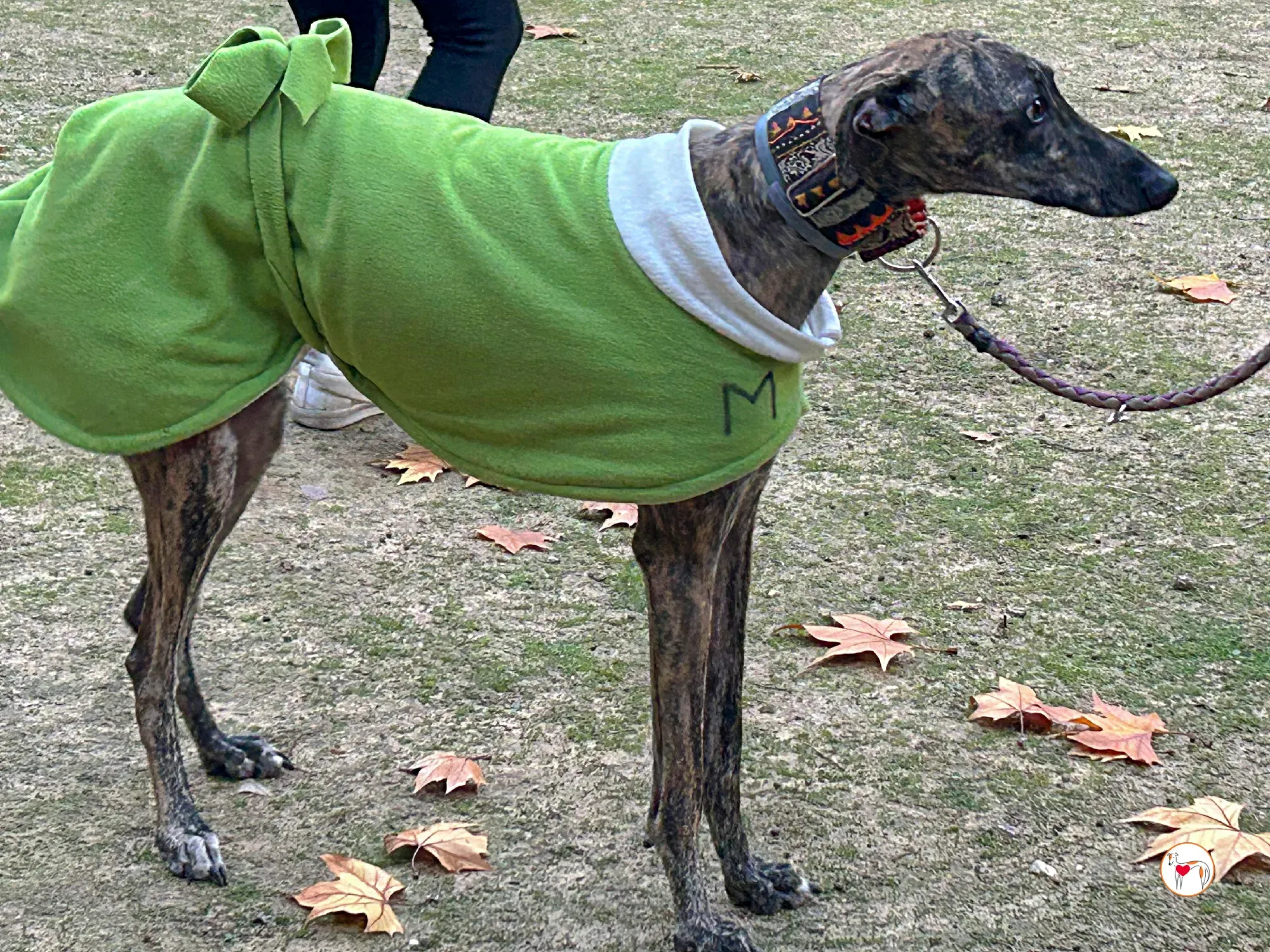 zas galgo adozione 12